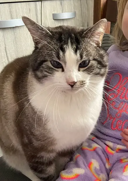 chat lost   6001 Marcinelle Rocky