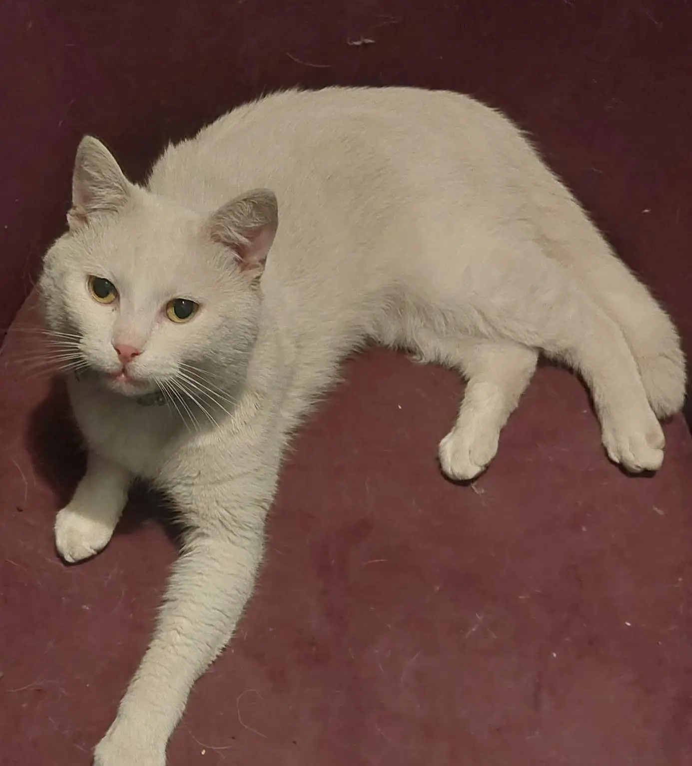 chat lost  Impasse du Major 6060 Gilly Spidey