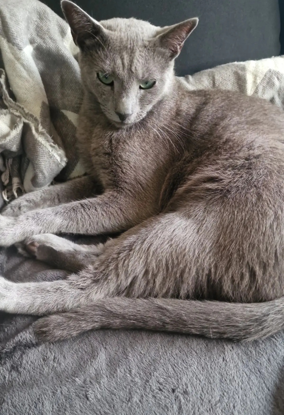 chat lost    Charleroi Tilin