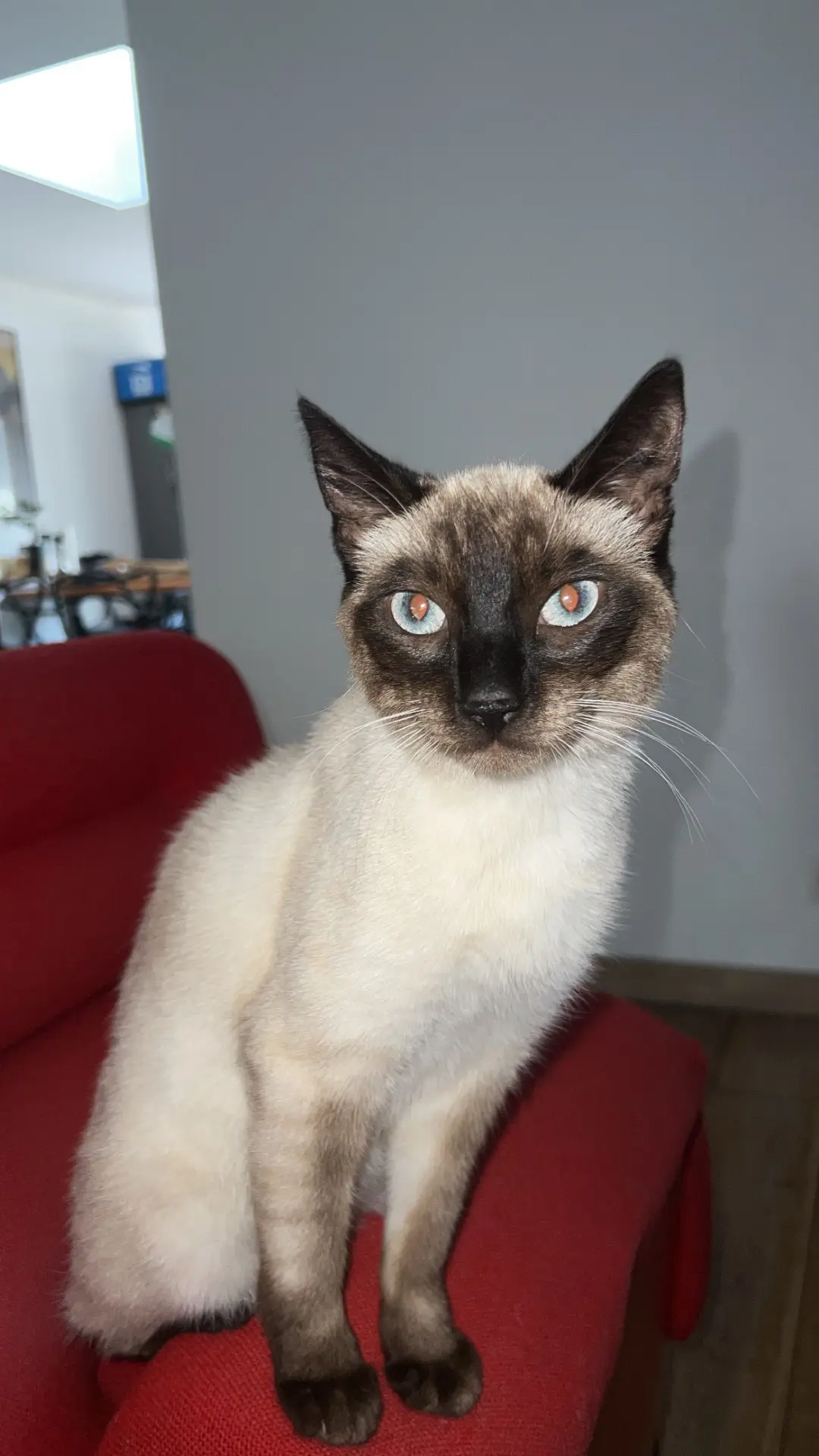 chat lost  Impasse du Major 6060 Gilly T’challa