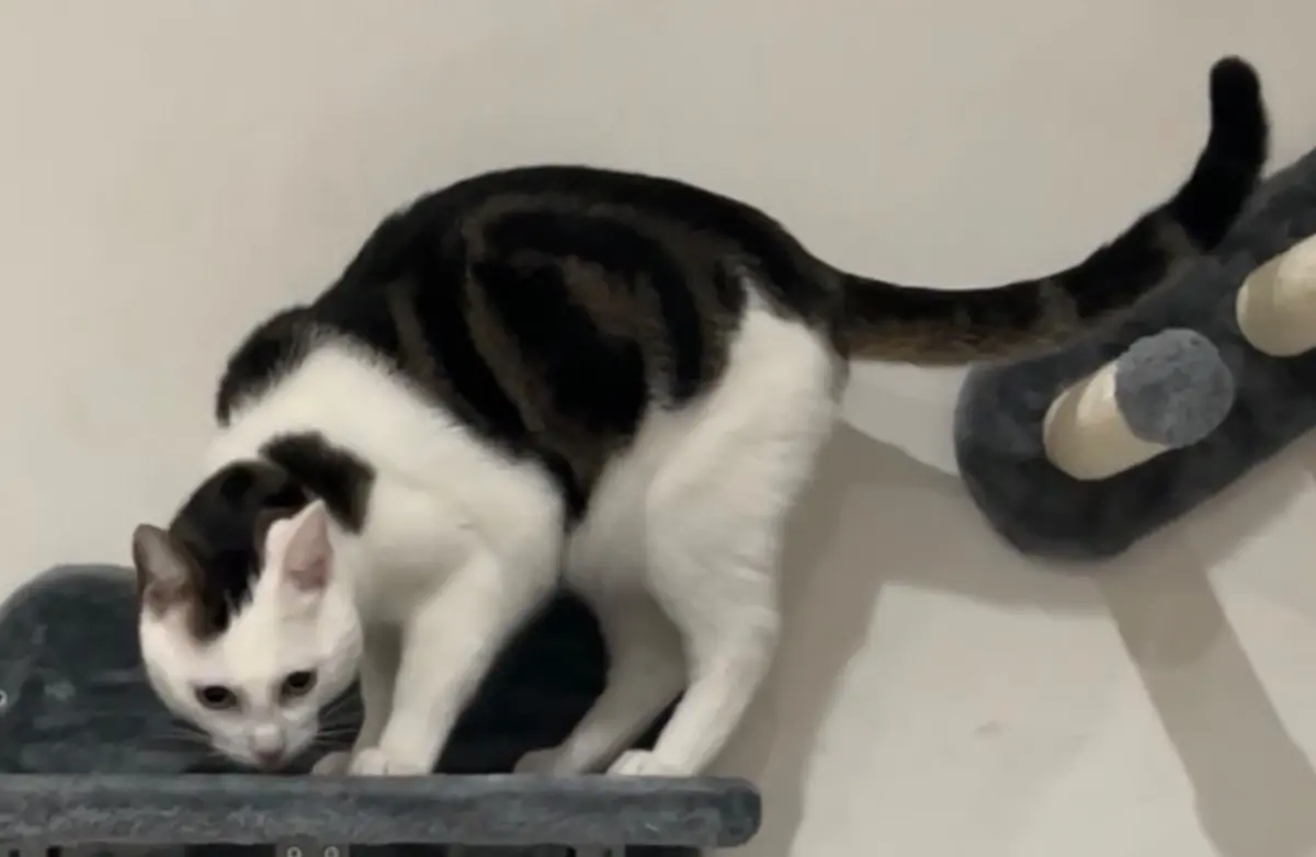 chat lost   6041 Gosselies Woody