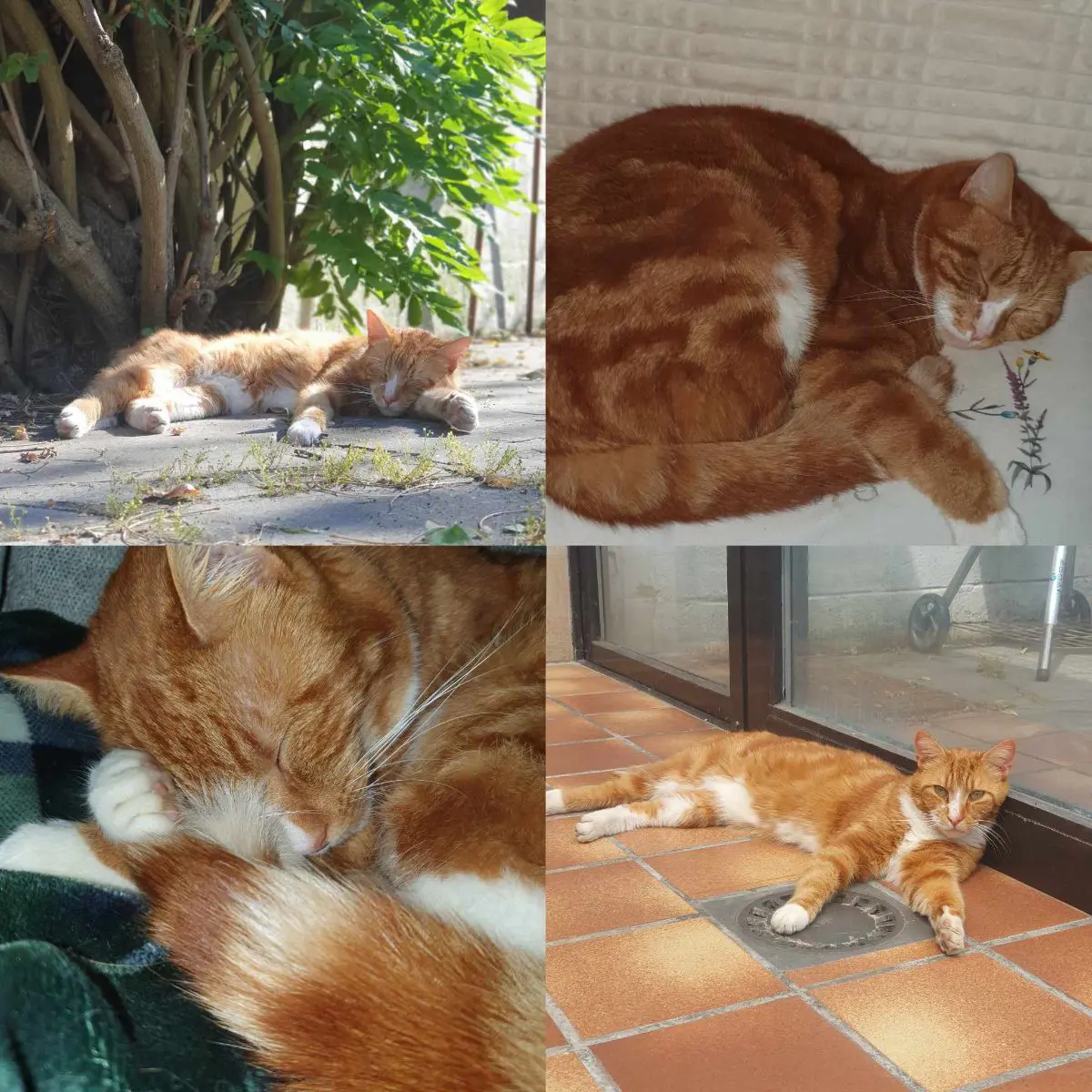 chat lost   7160 Chapelle-lez-Herlaimont Floki