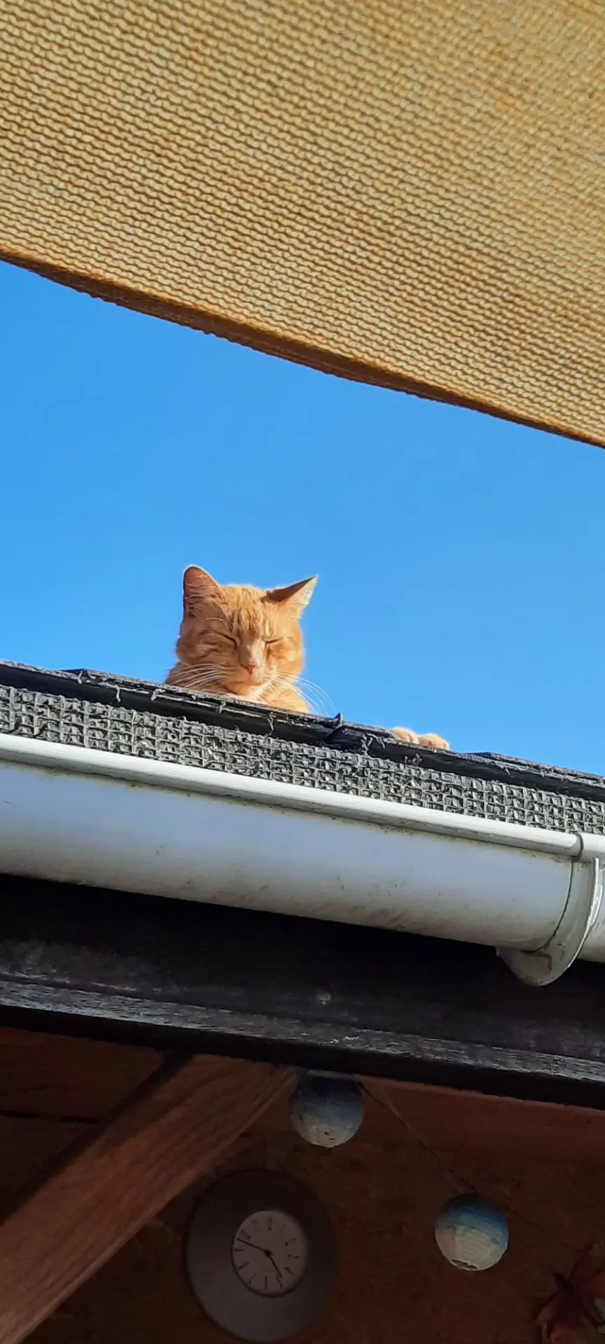 chat lost   6180 Courcelles Habby