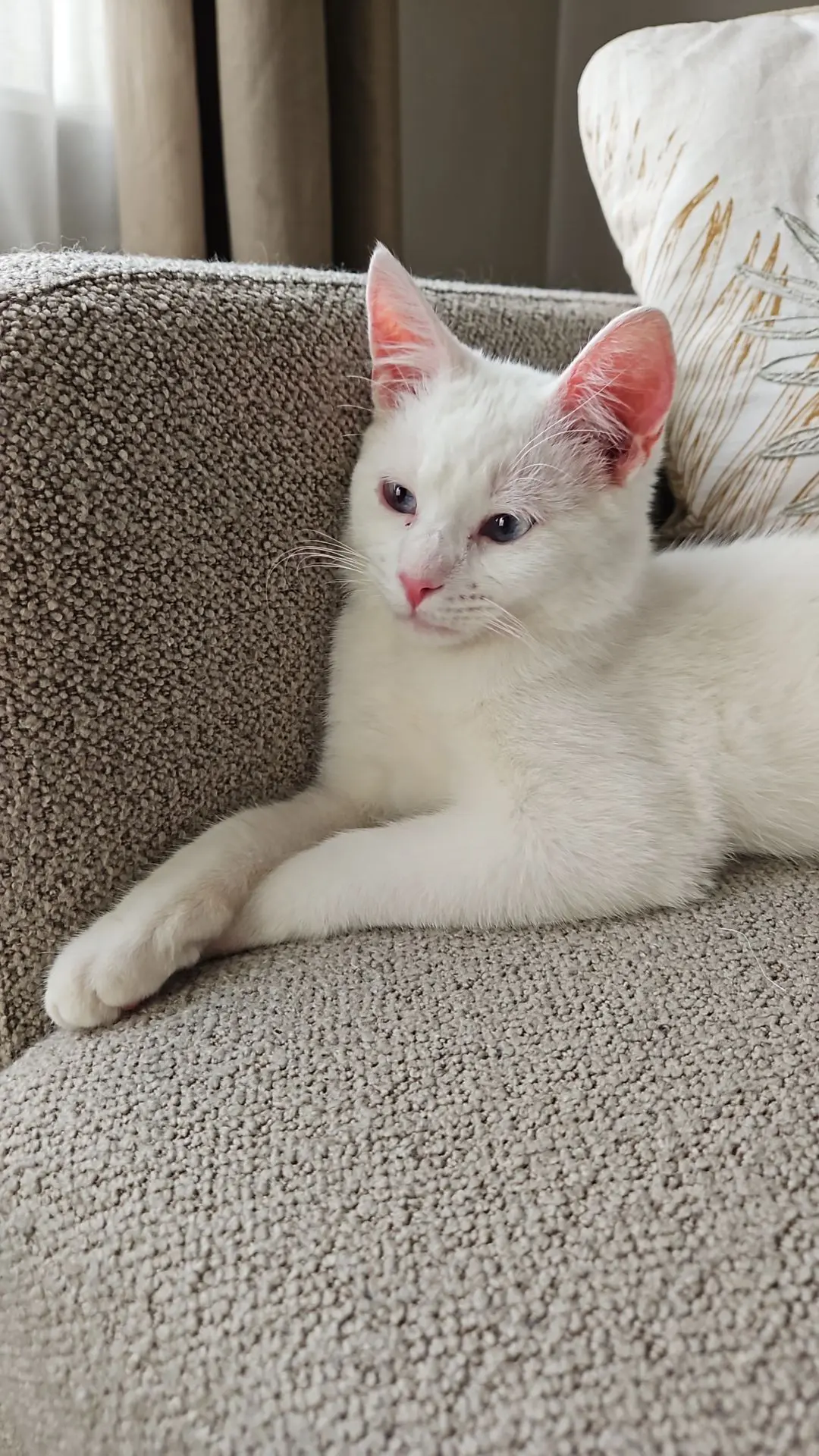 chat lost   6182 Souvret Jude