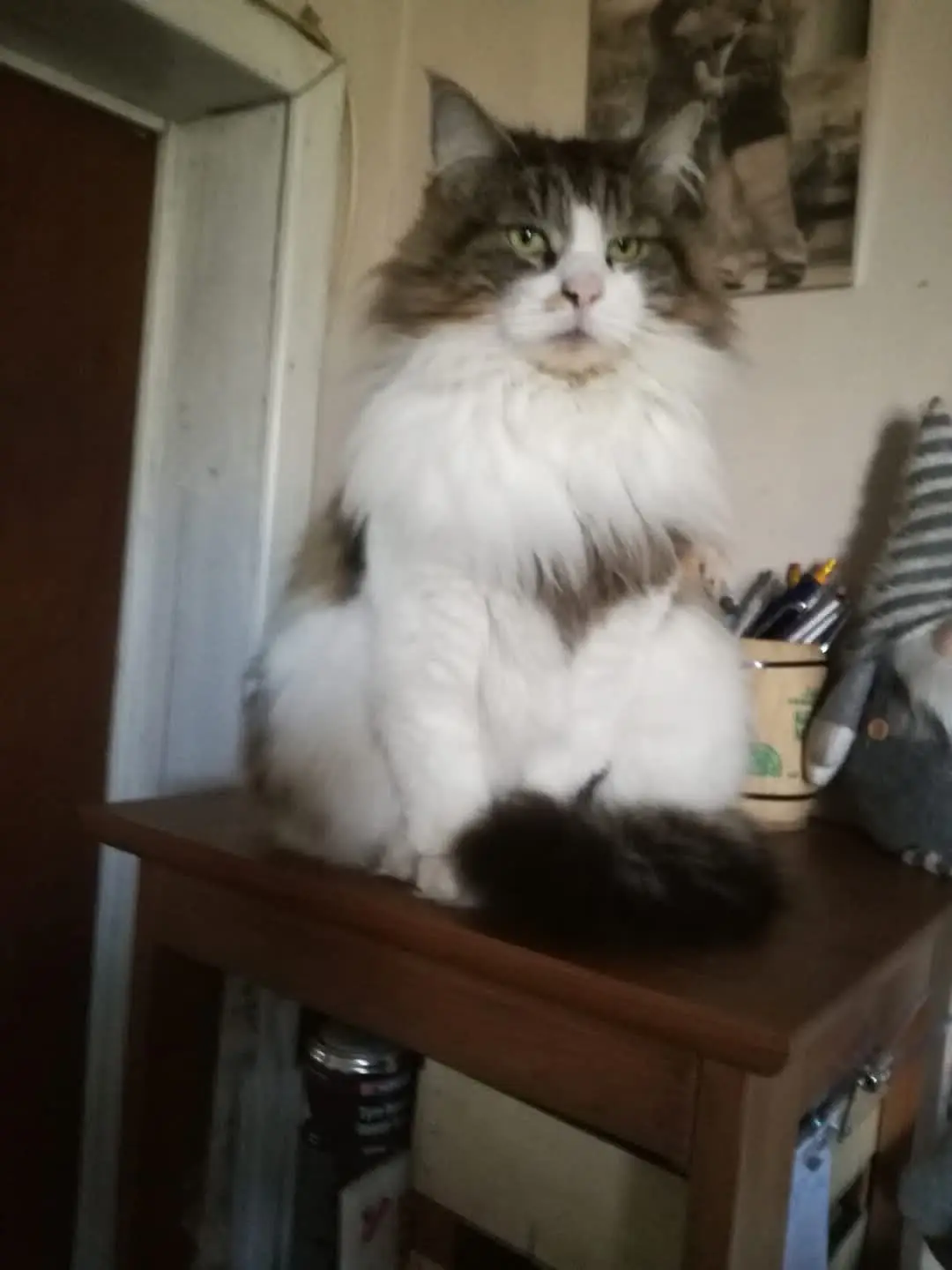 chat lost   6180 Courcelles Looping