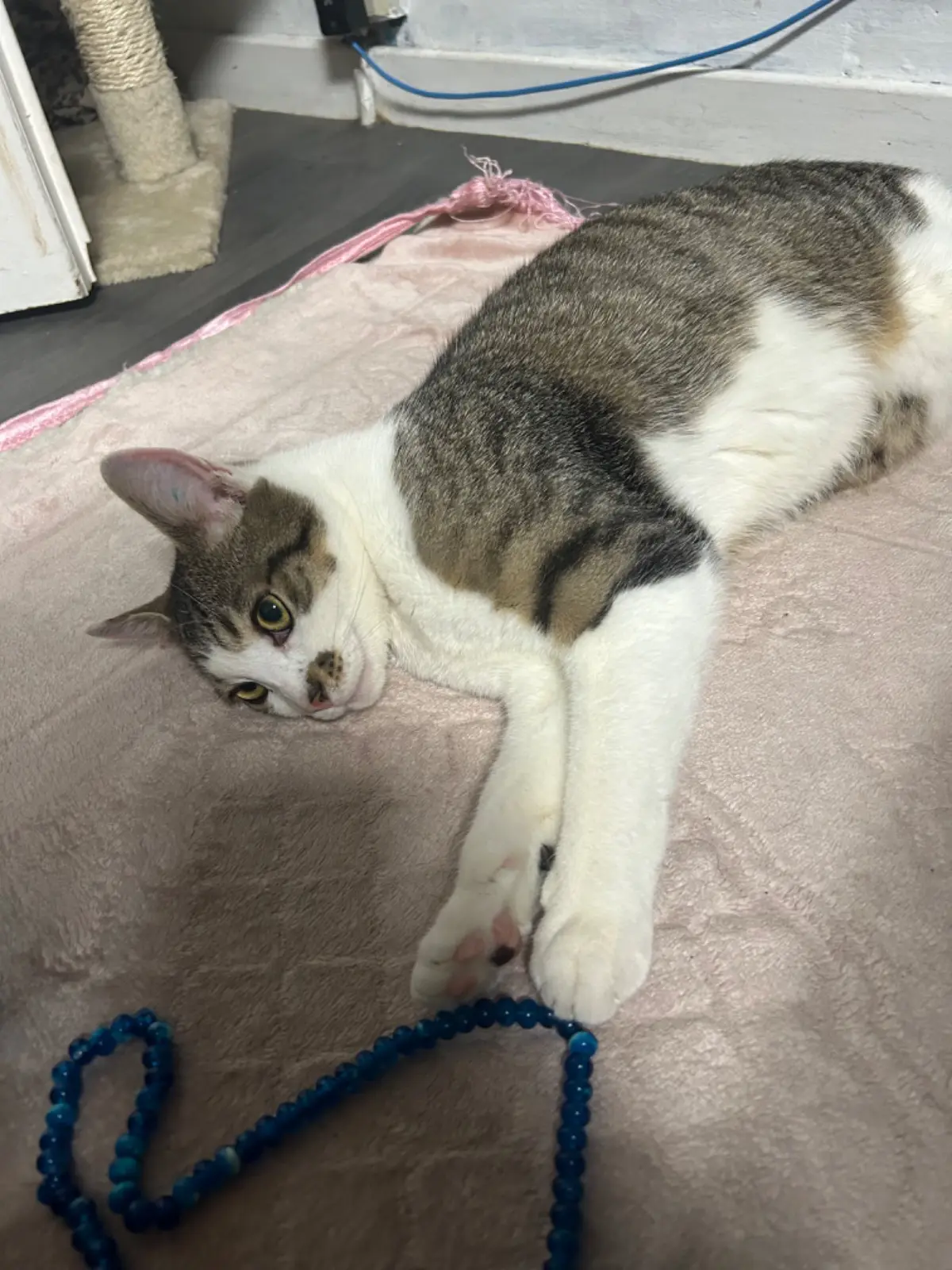 chat lost   6200 Châtelineau Luffy