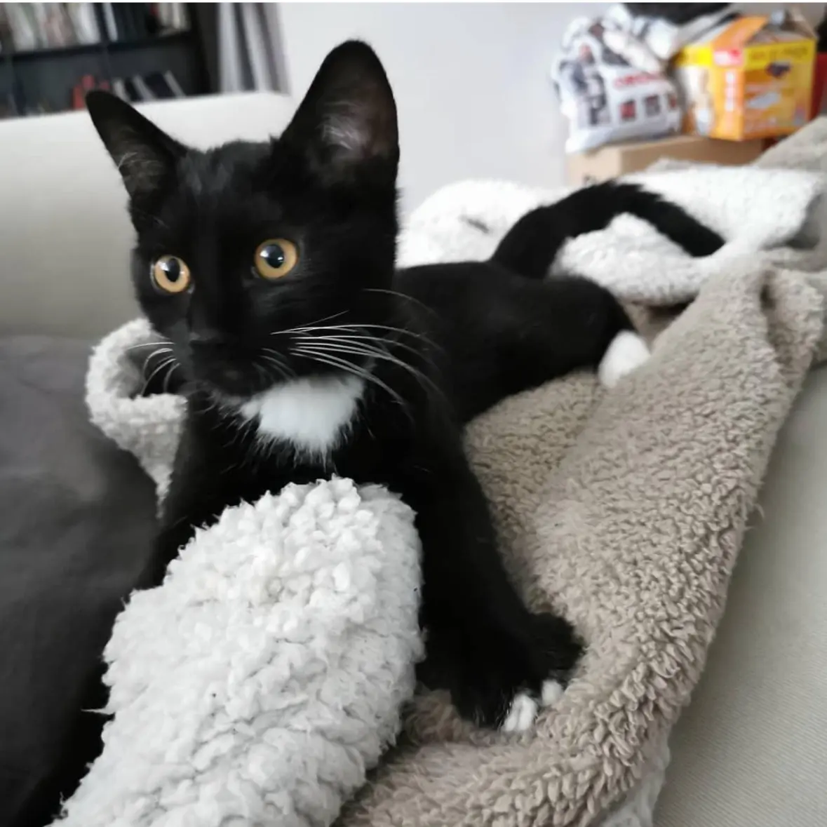 chat lost    Montigny-le-Tilleul Léon