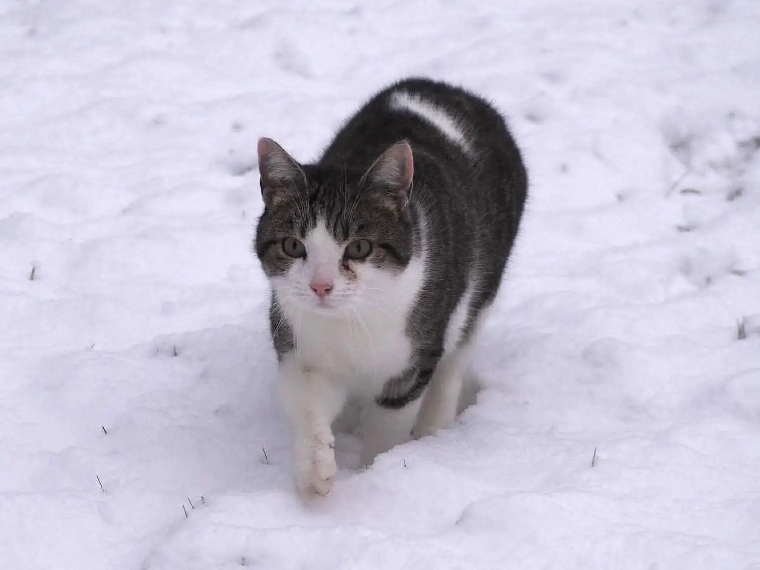 chat lost   6220 Fleurus Milo