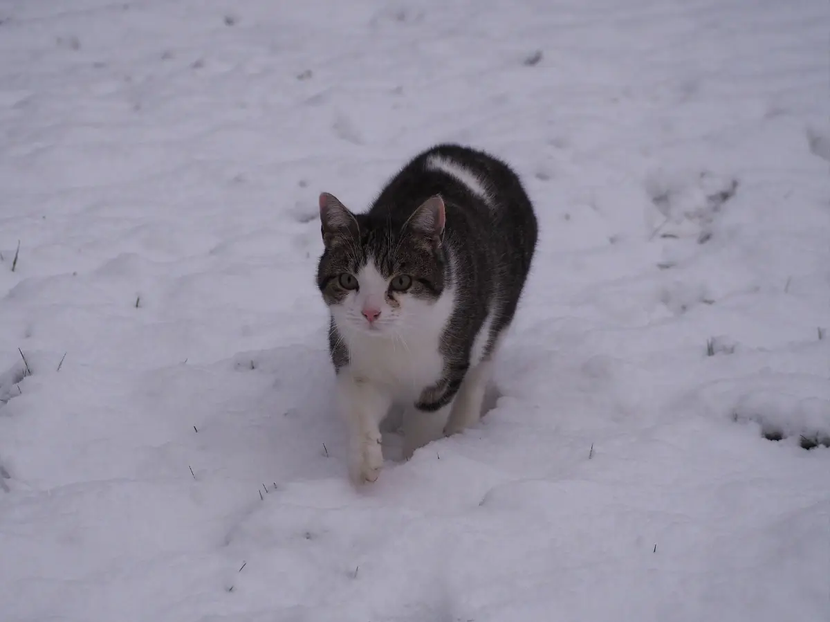 chat lost   6220 Fleurus Milo