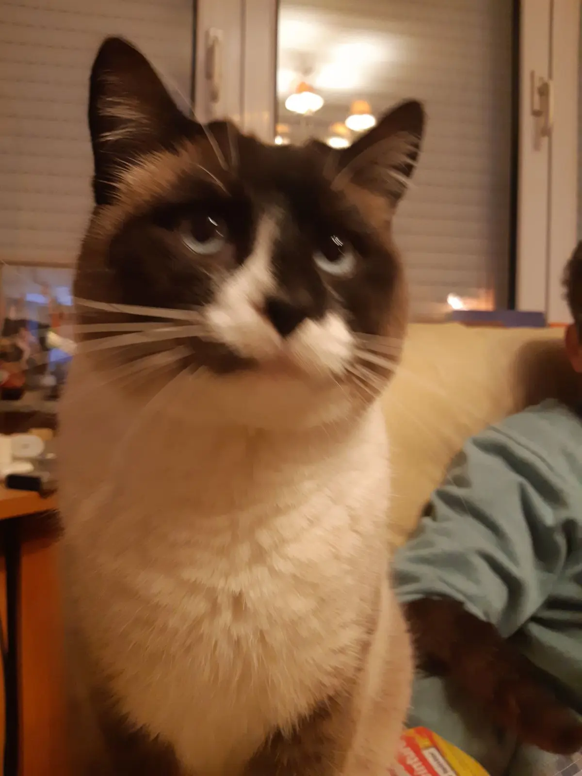 chat lost   6200 Bouffioulx Rio