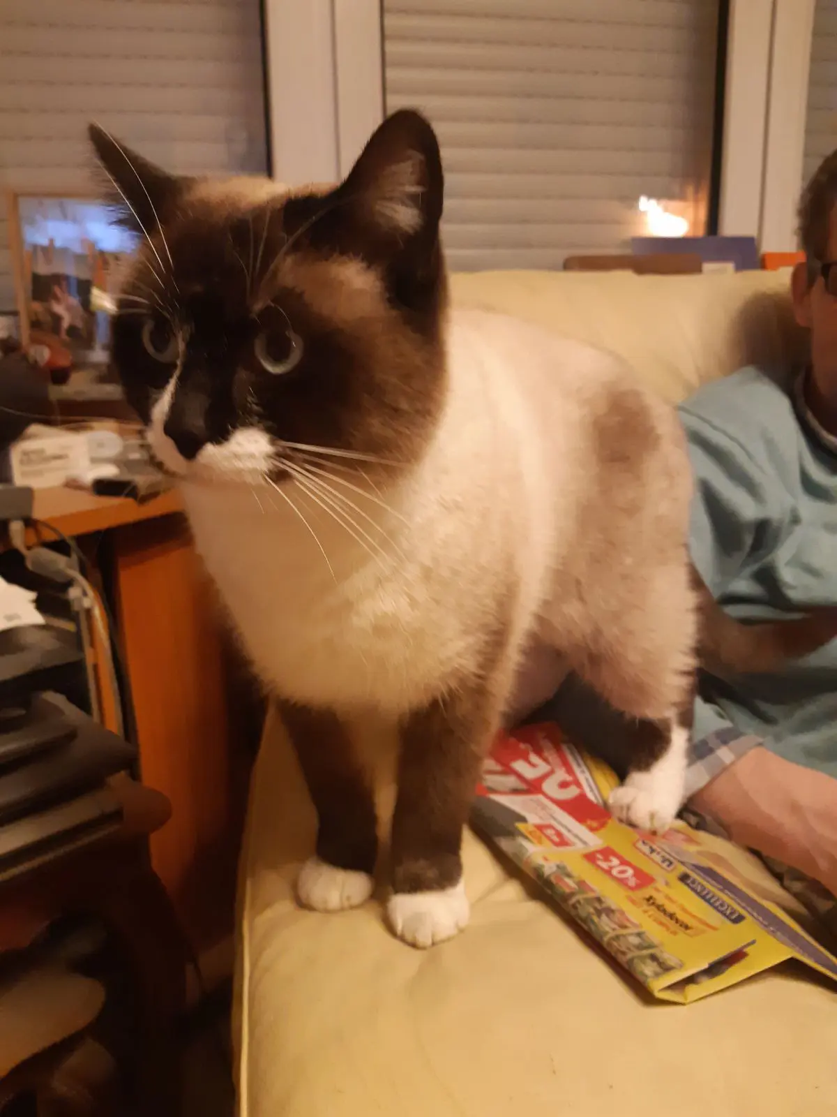 chat lost   6200 Bouffioulx Rio