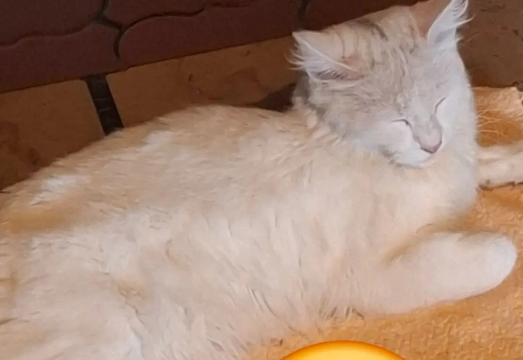 chat lost   6200 Châtelet T-pex