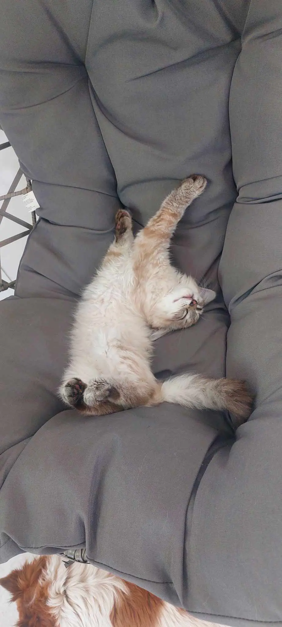 chat lost   6280  Tao