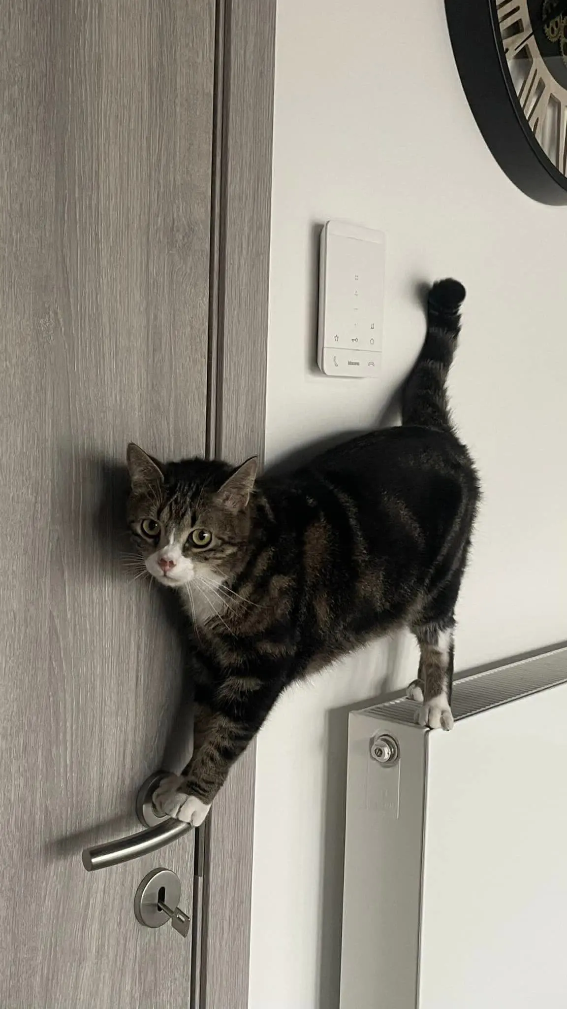 chat lost    Fleurus Teddy