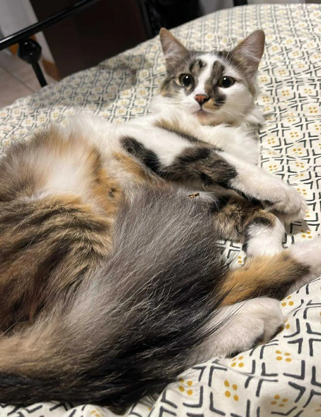 chat lost   6200 Châtelet Yoshi