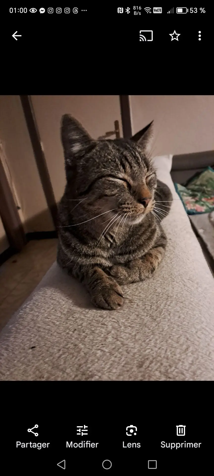 chat lost   7134 Ressaix Gribouille