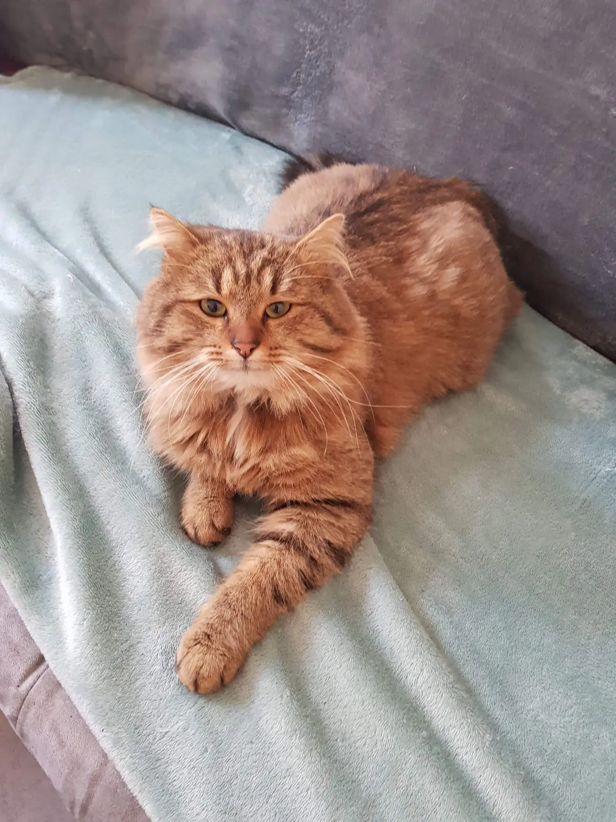 chat lost   7134 Péronnes-lez-Binche Harold