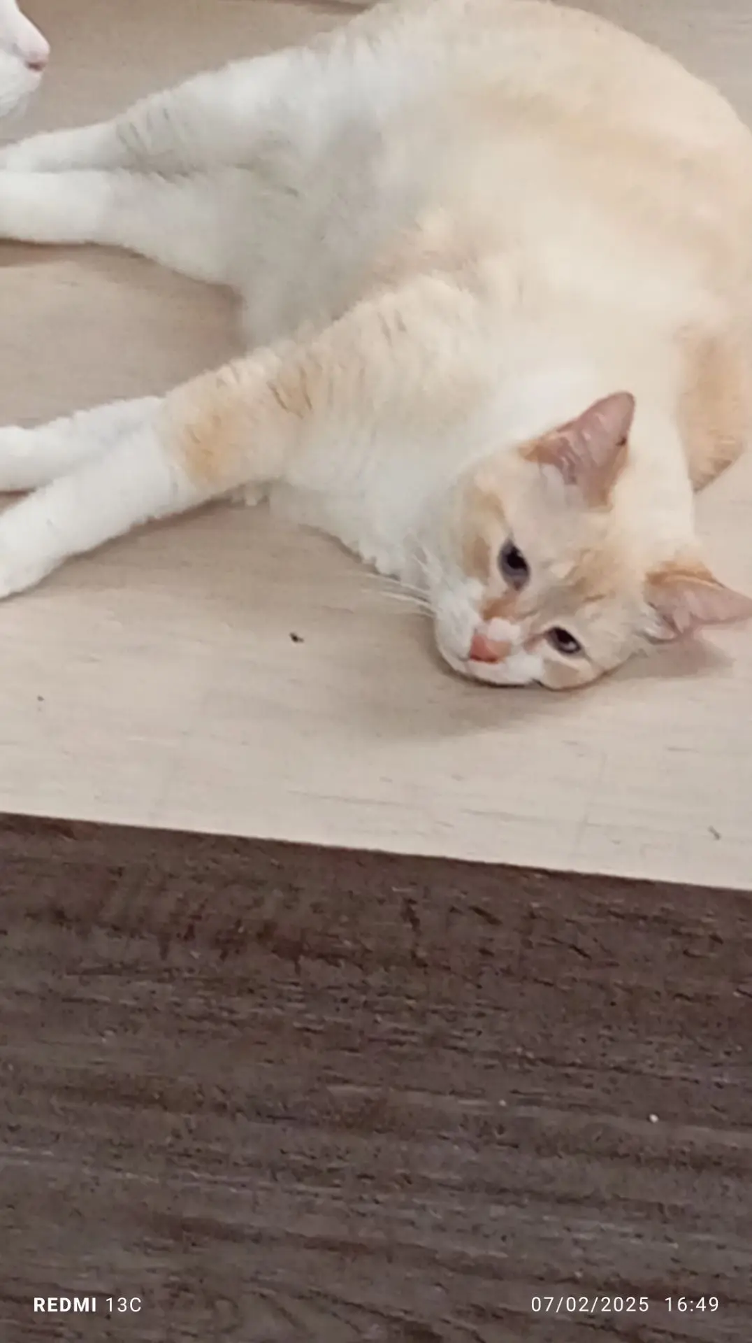 chat lost   7120  Kenzo