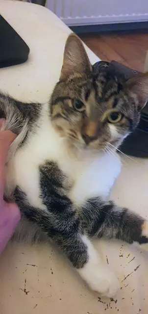 kat lost   7100 La Louvière Lolo