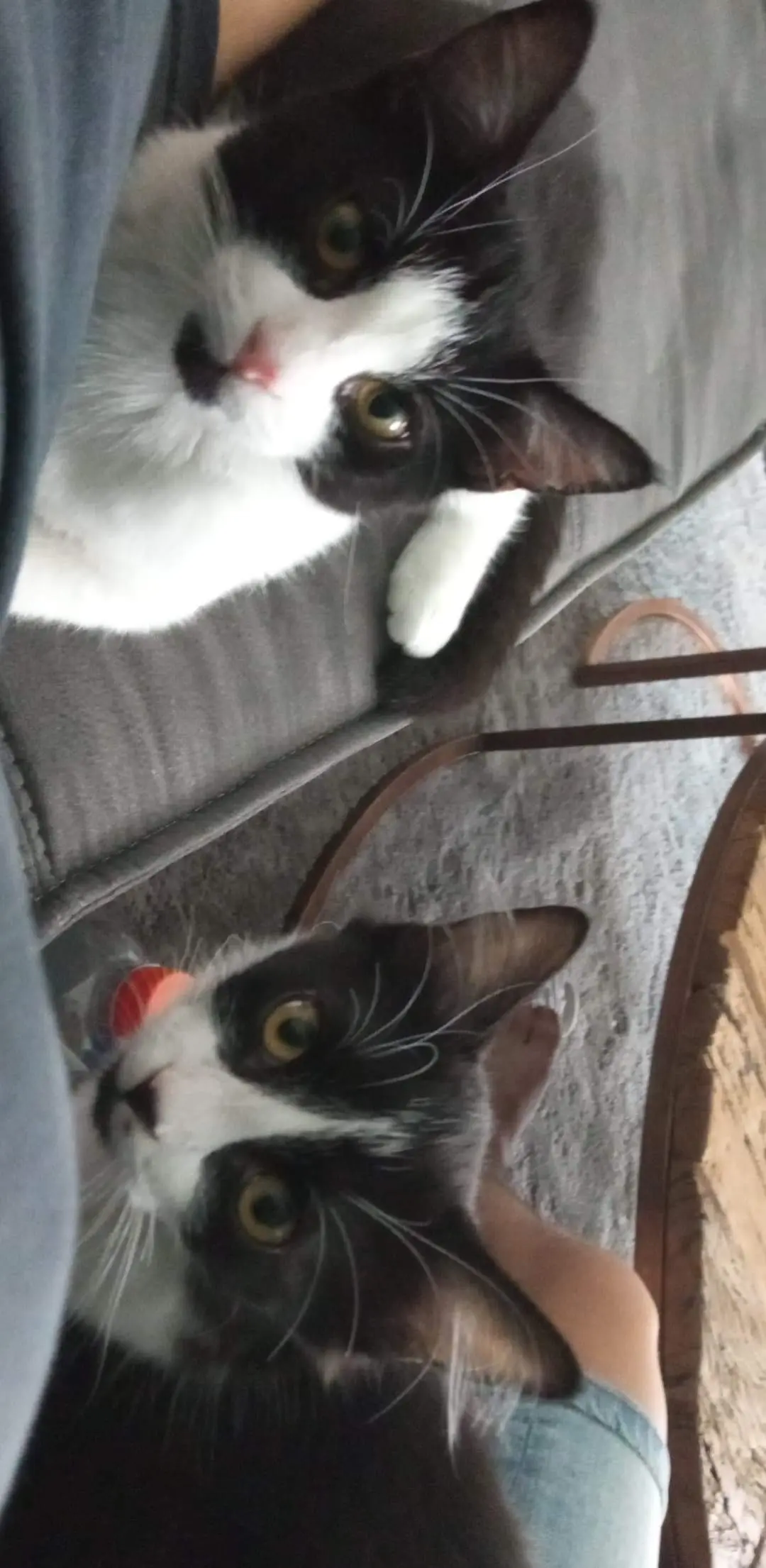 chat lost   7140 Morlanwelz-Mariemont Lucifer