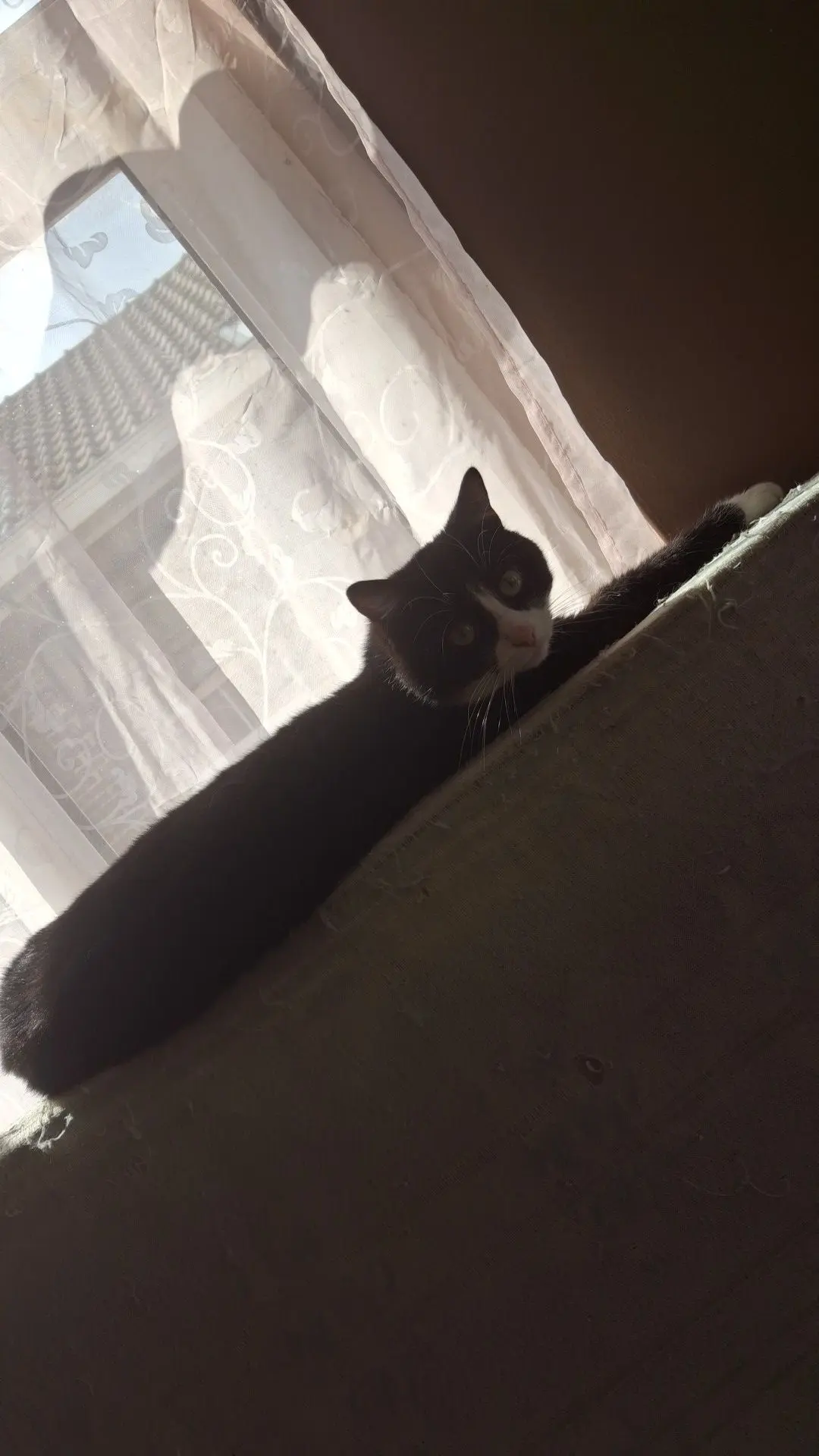 chat lost    Binche Patate