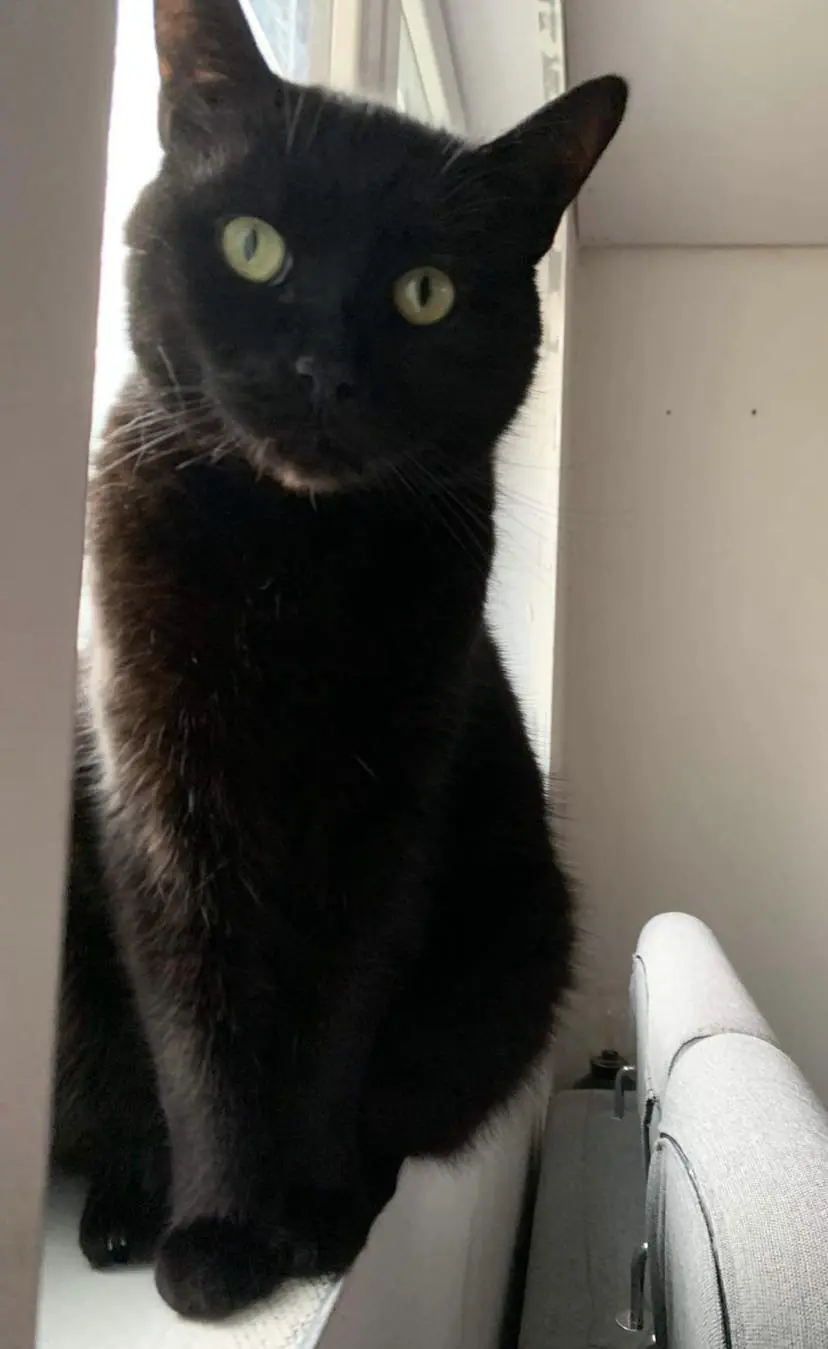 chat lost   7140 Morlanwelz-Mariemont Percy