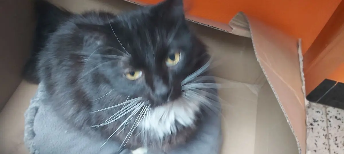 chat lost   7134 Péronnes-lez-Binche Rio
