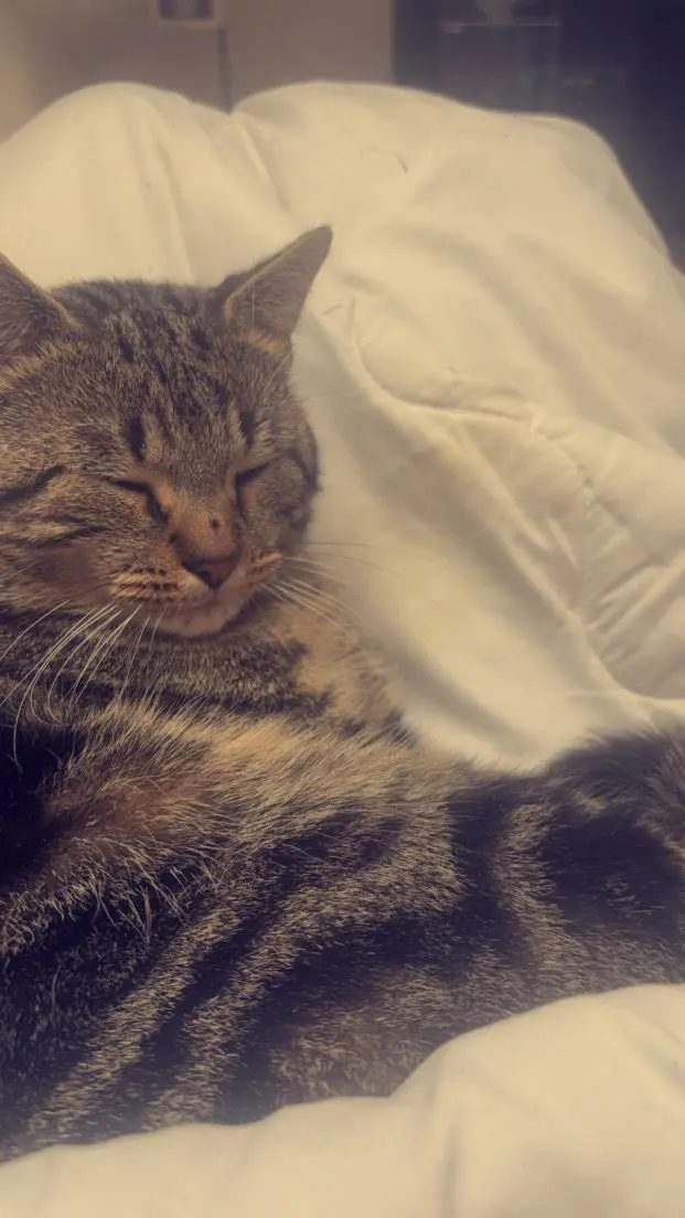 chat lost   7100 La Louvière Sasuker