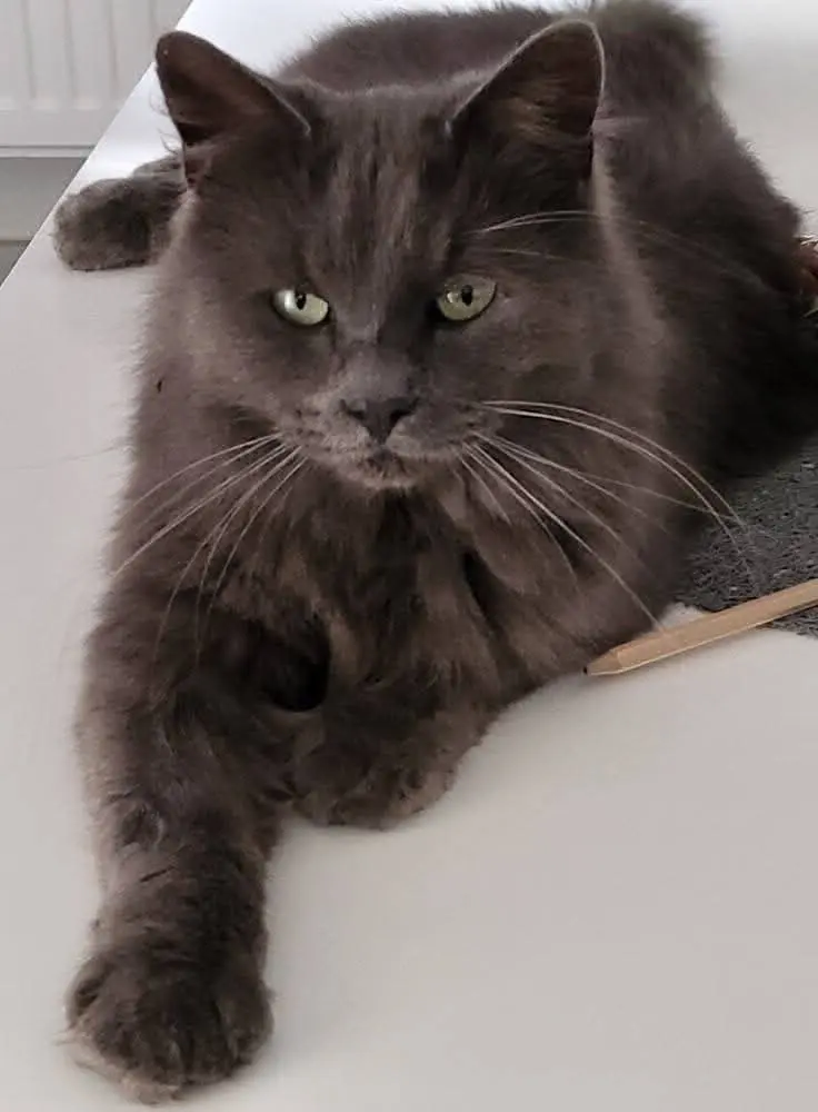 chat lost    Binche Scampi