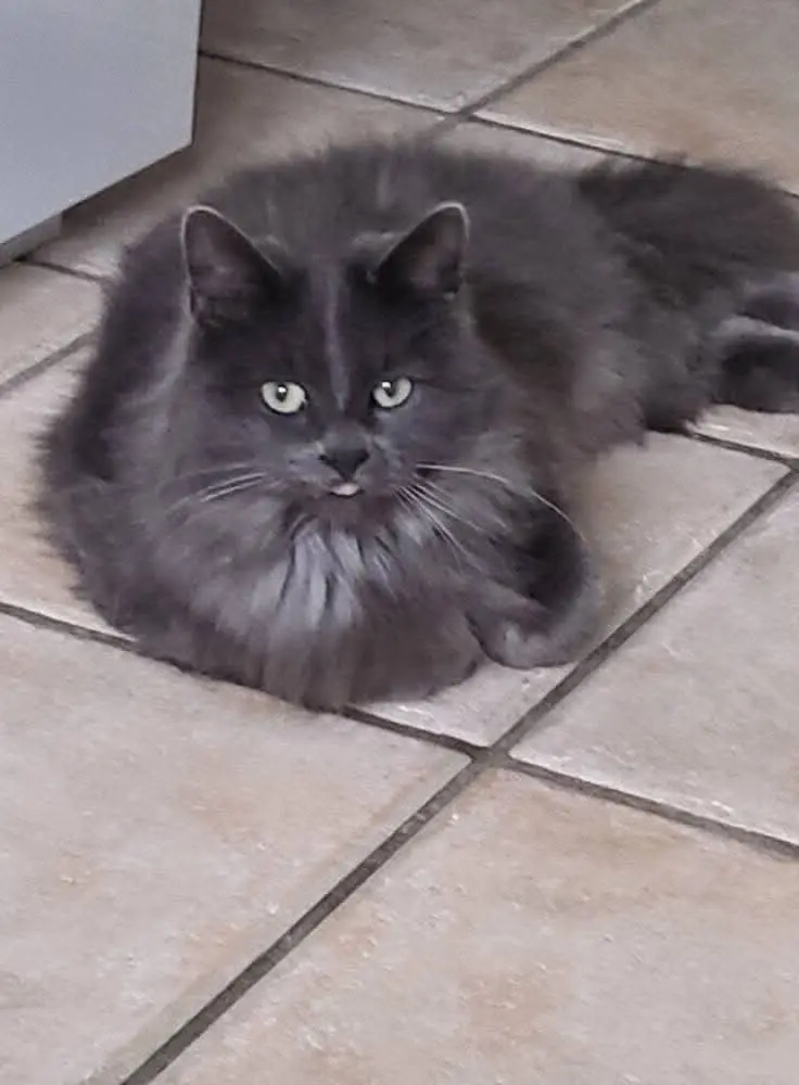 chat lost    Binche Scampi