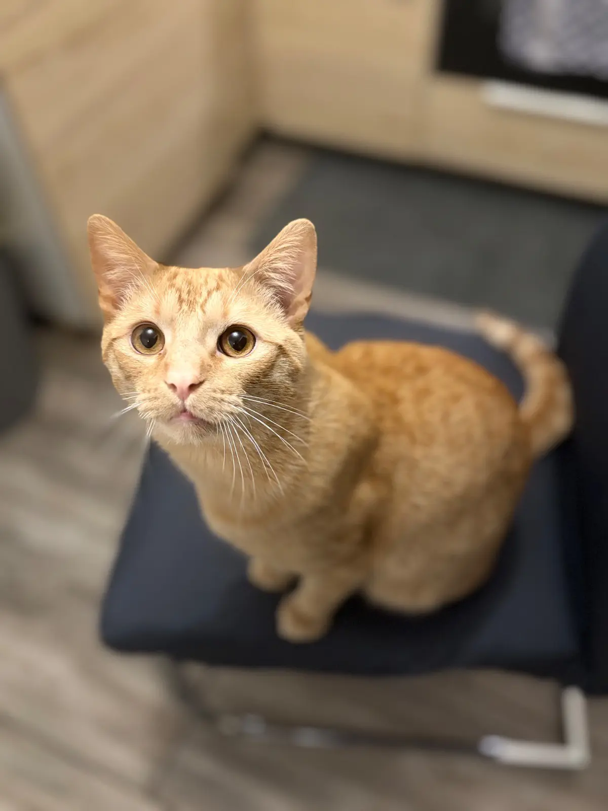 chat lost   7100 La Louvière Simba