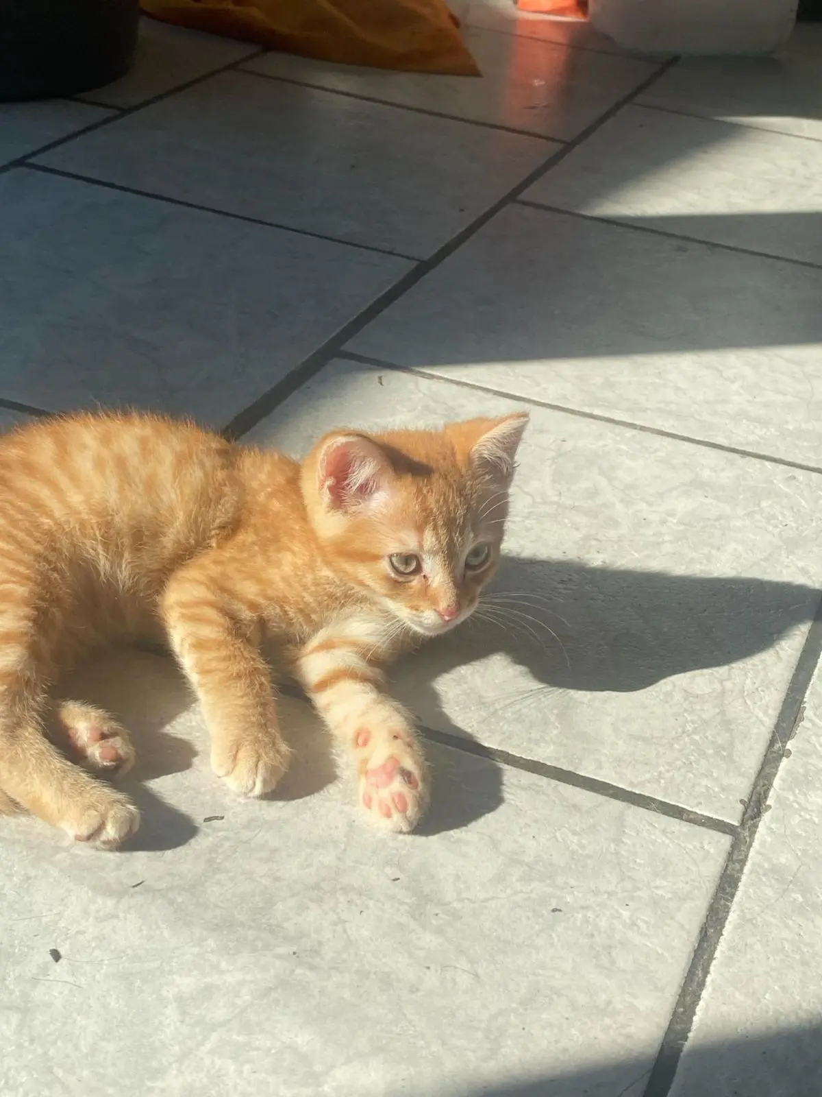chat lost   7134 Binche Simba