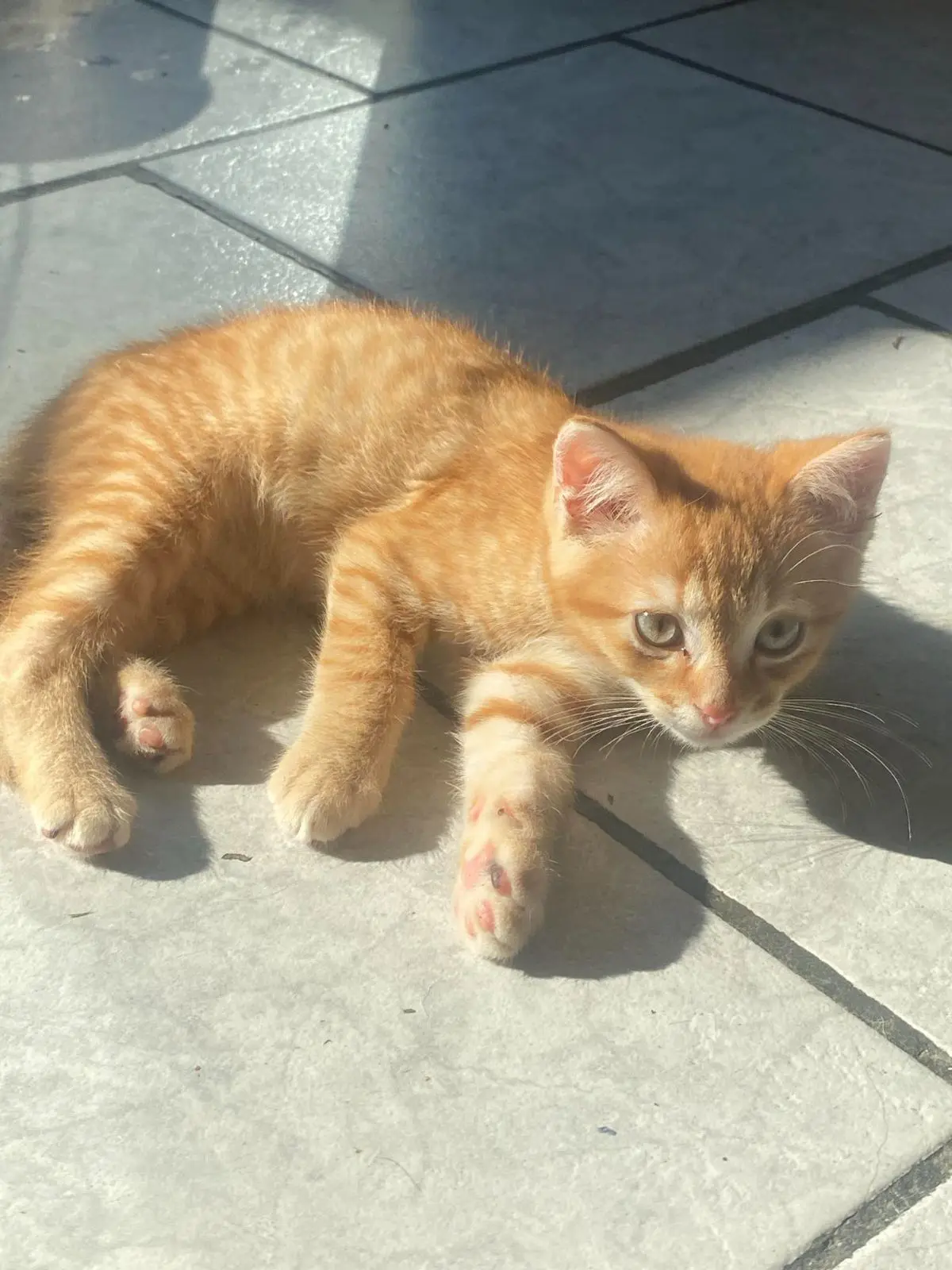 chat lost   7134 Binche Simba