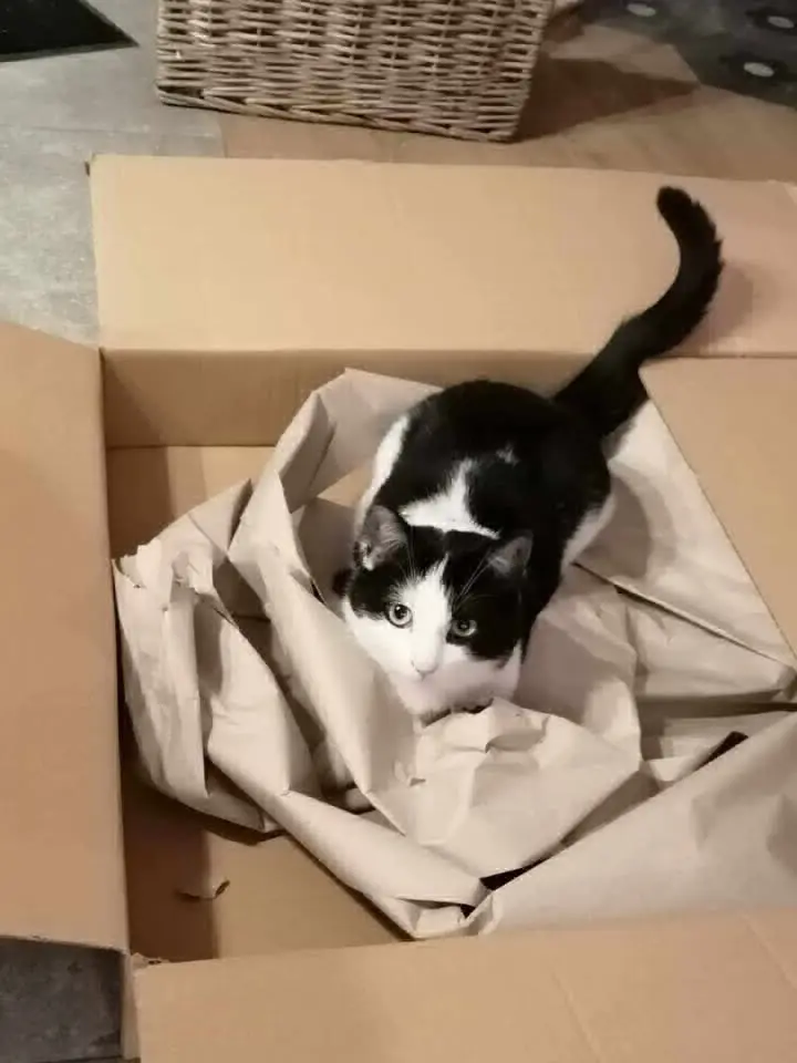 chat lost    Binche Spip