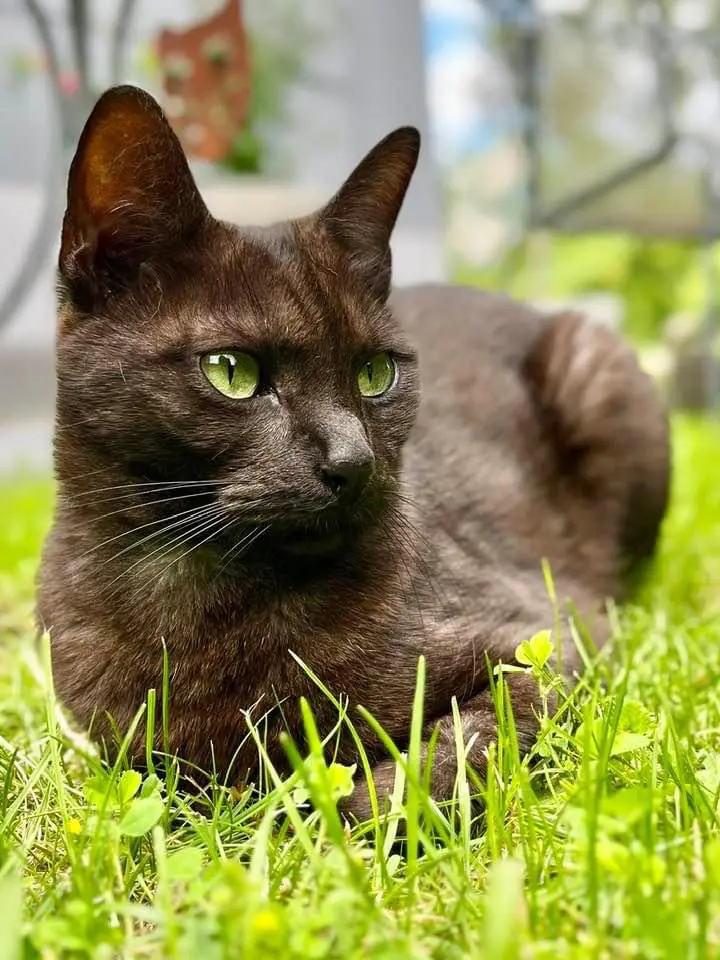 chat lost   7100 La Louvière Tabasco