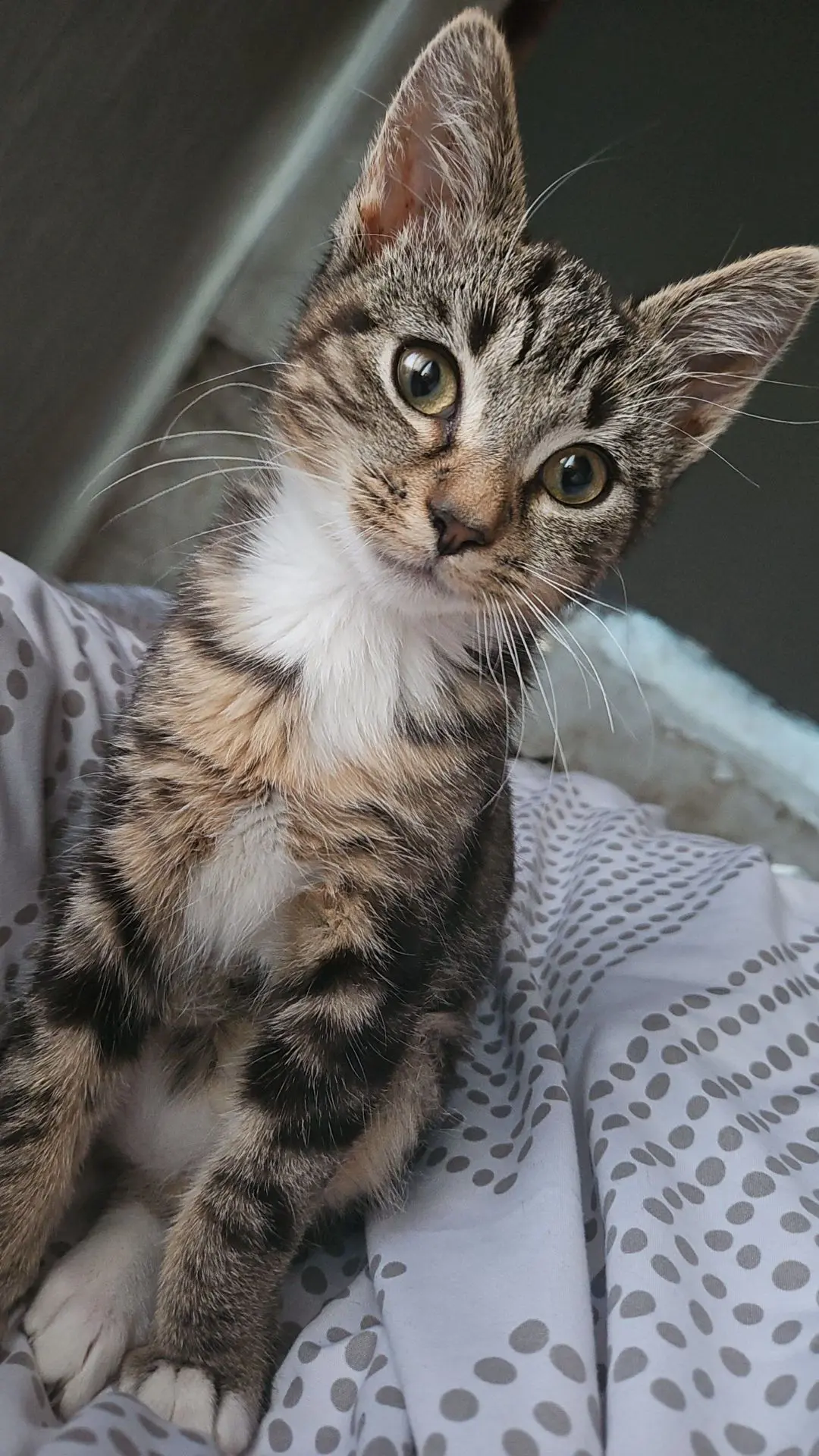 chat lost   7100 La Louvière Taka