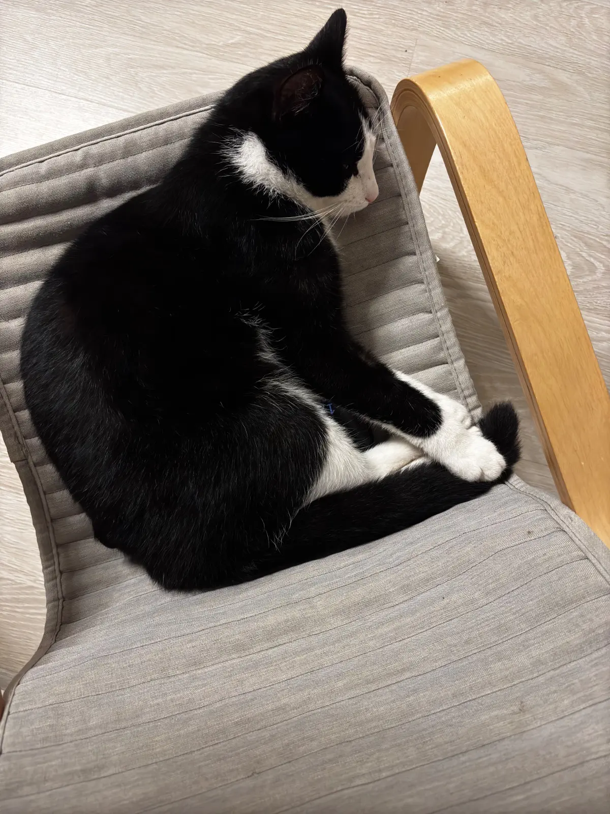 chat lost   7331 Baudour Boo