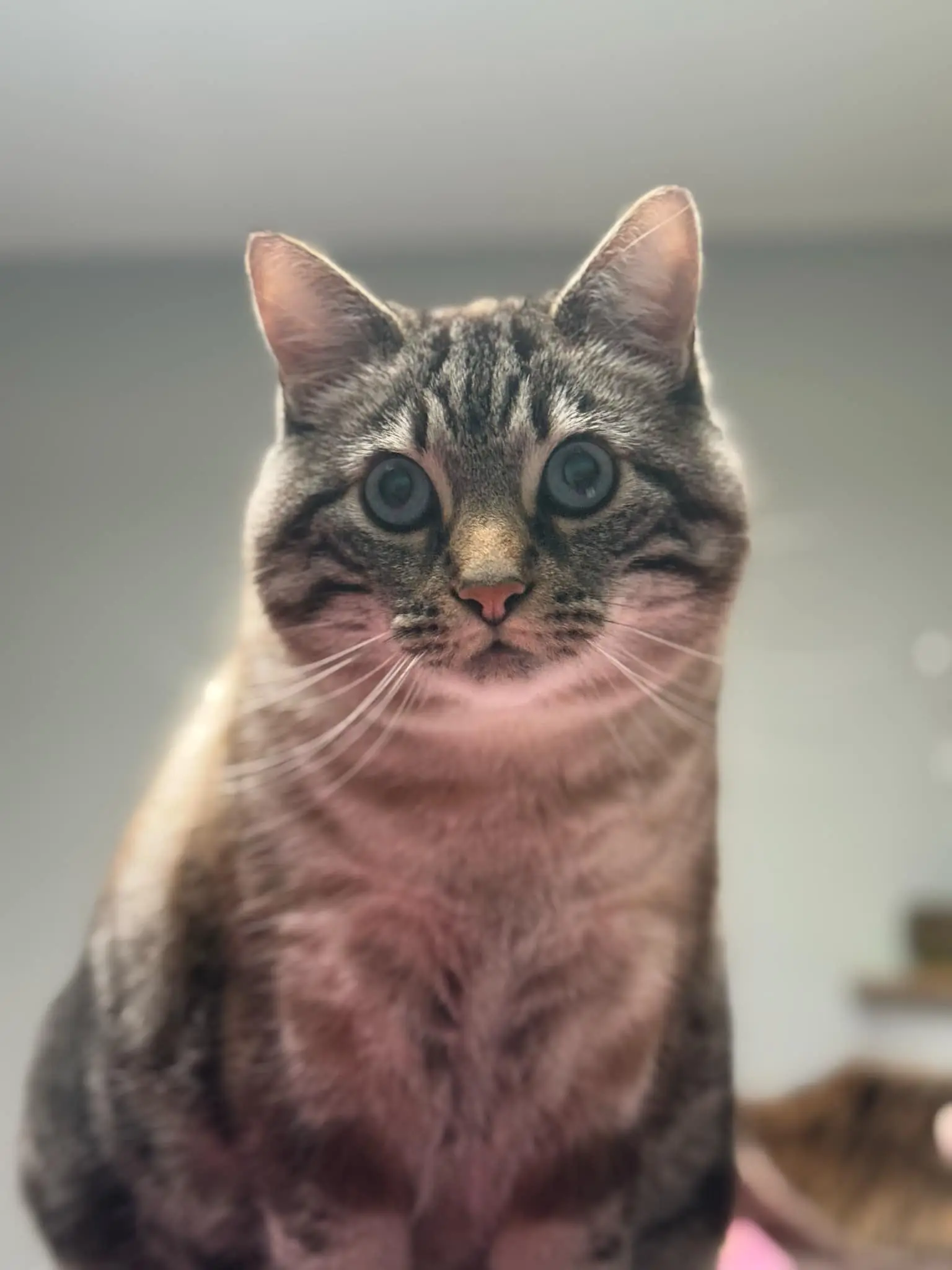 chat lost   7390 Wasmuel Boonty