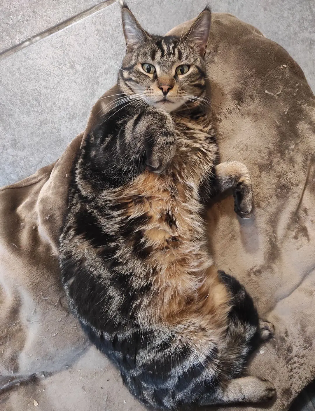 chat lost   7332 Sirault Caramel