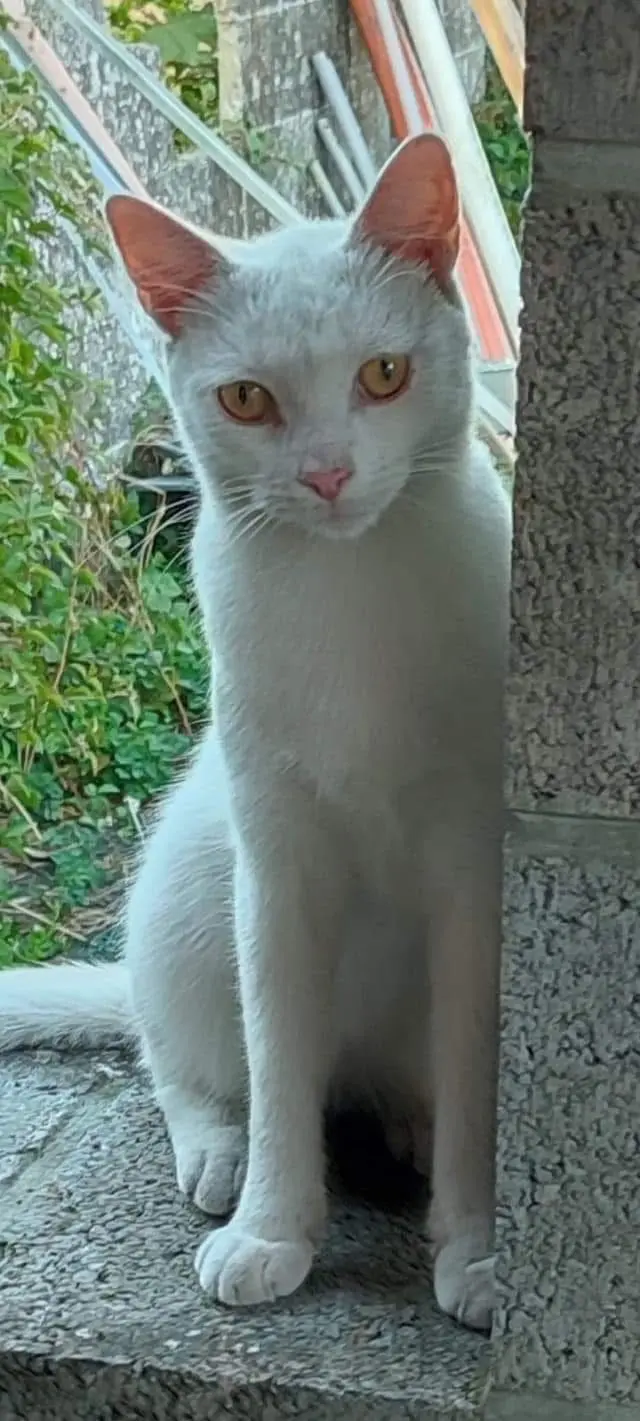 chat lost     Coco