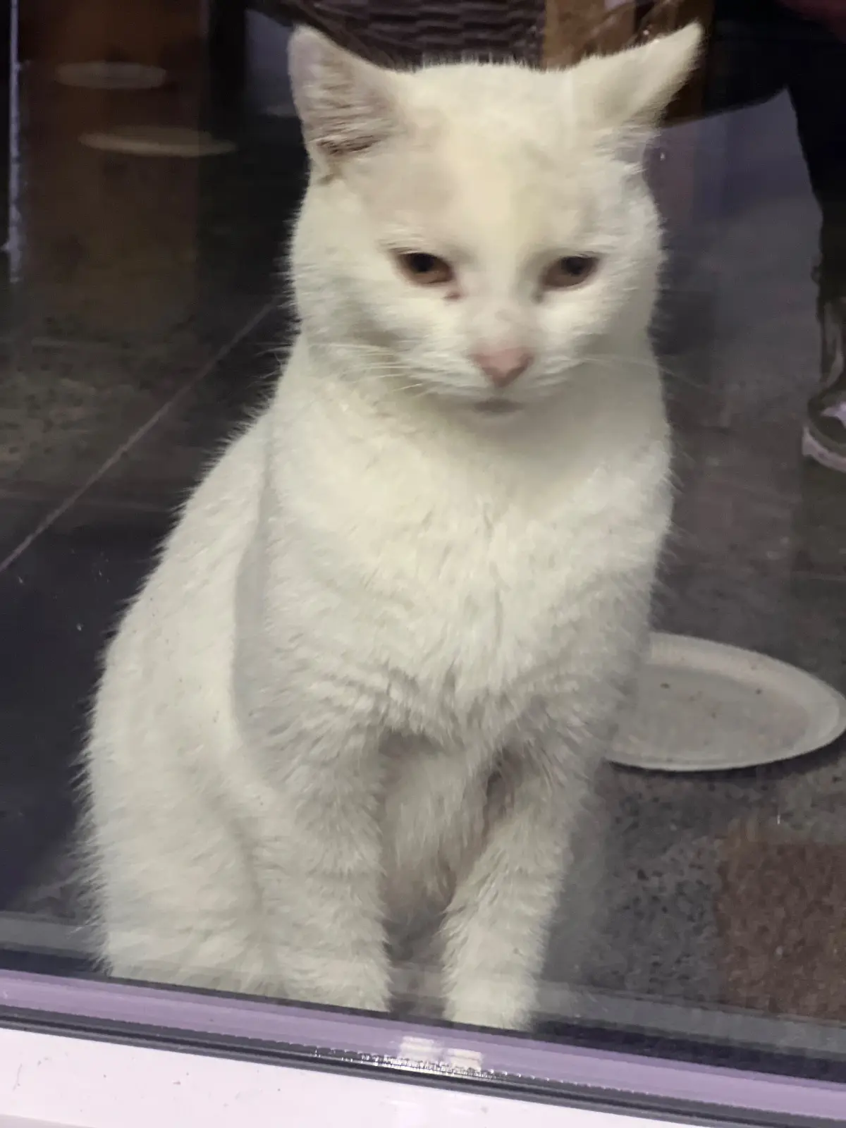 chat lost     Coco