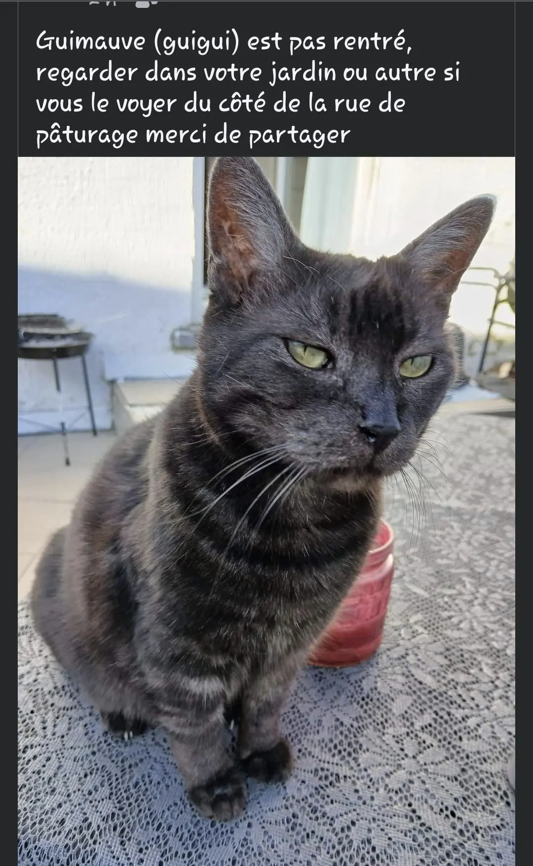 chat lost   7340 Wasmes Guimauve