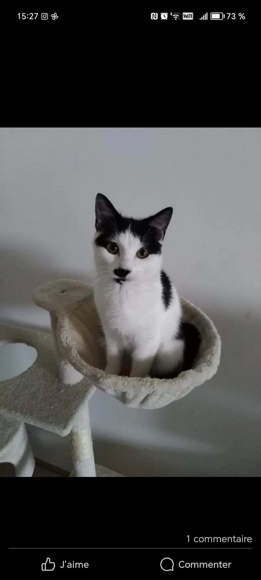 chat lost   7301 Hornu Happy