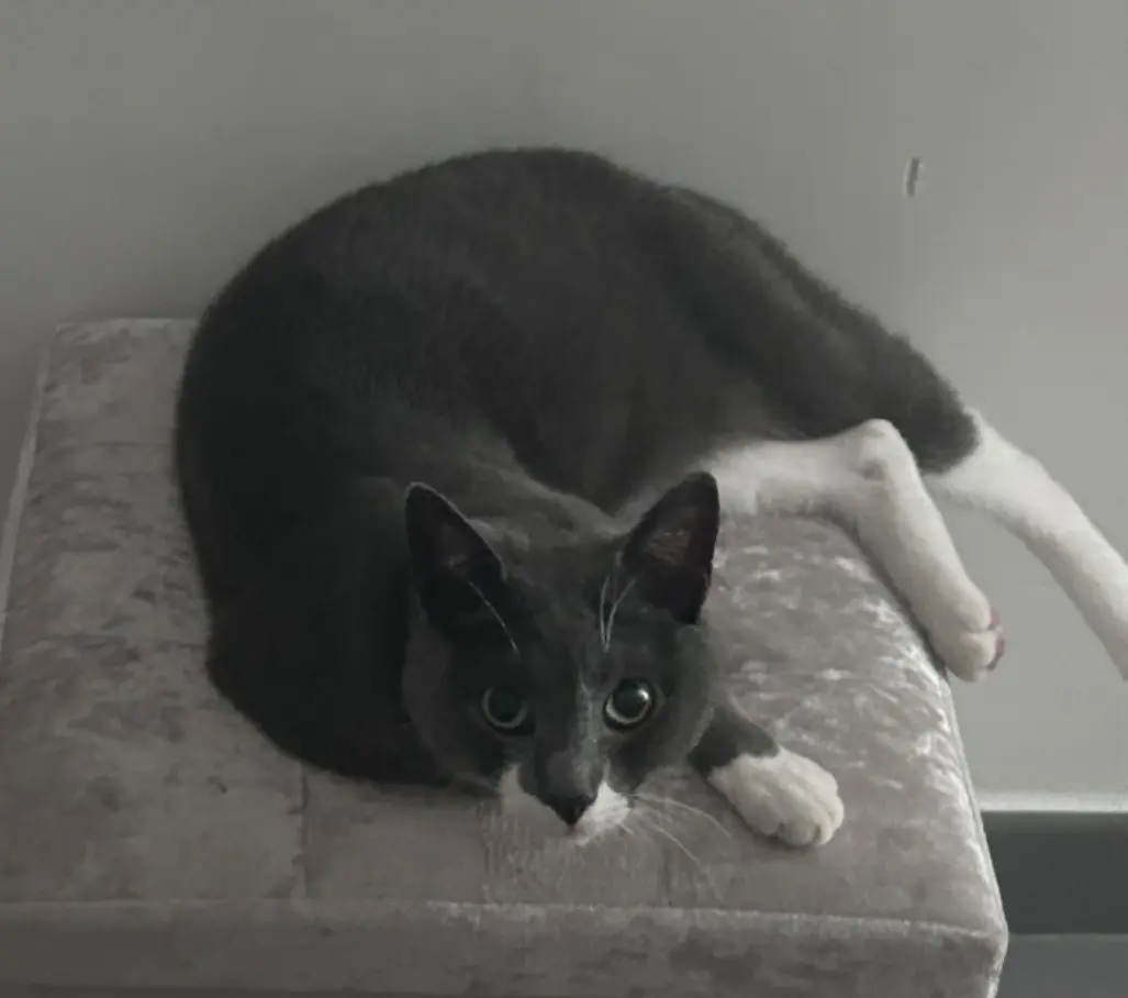 chat lost   7080 Frameries Joe