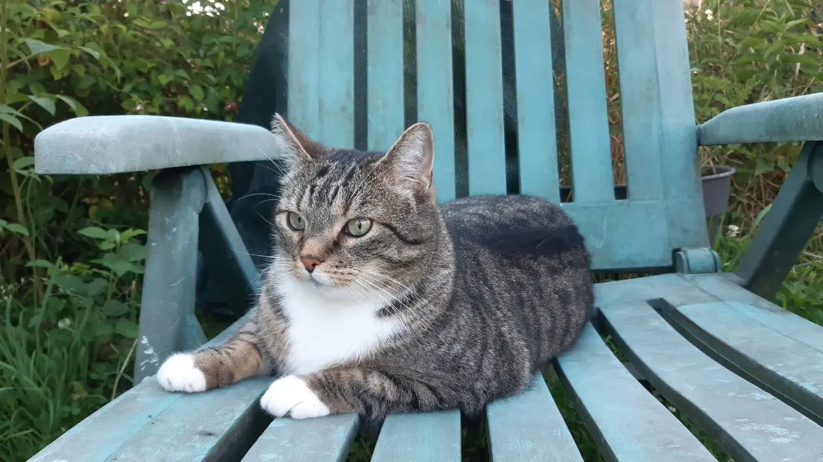 chat lost   7340 Colfontaine Maximus / maxou / max
