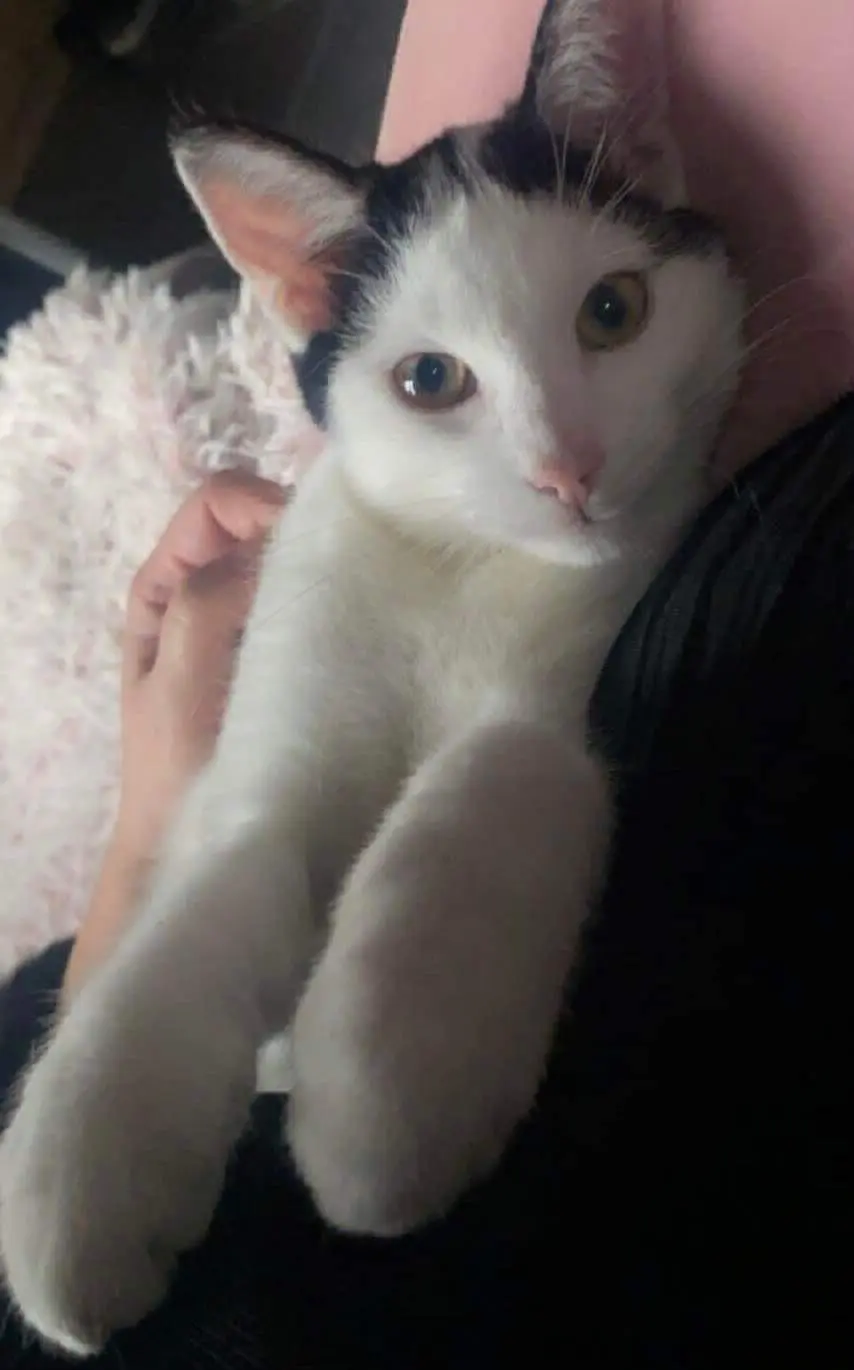 chat lost  Rue du Mouligneau 7011 Ghlin Mau