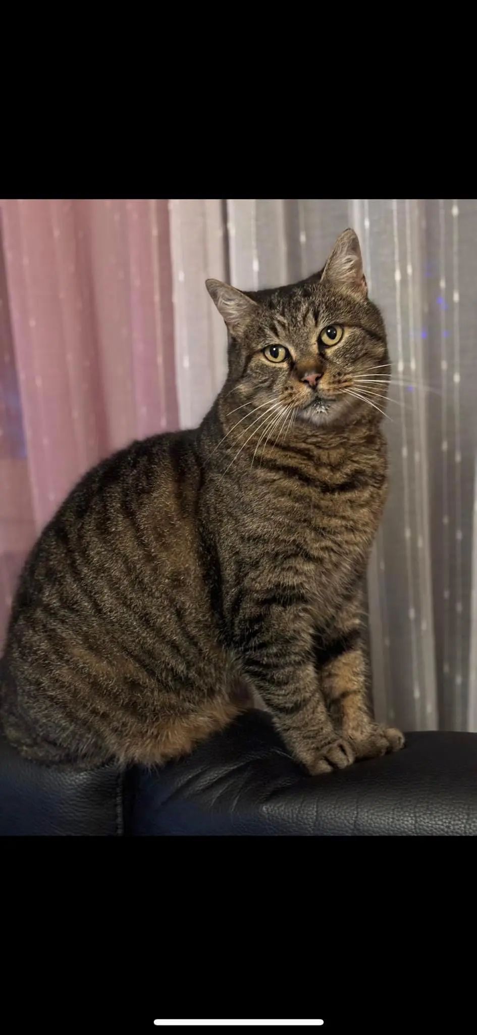 chat lost    Mons Mickey