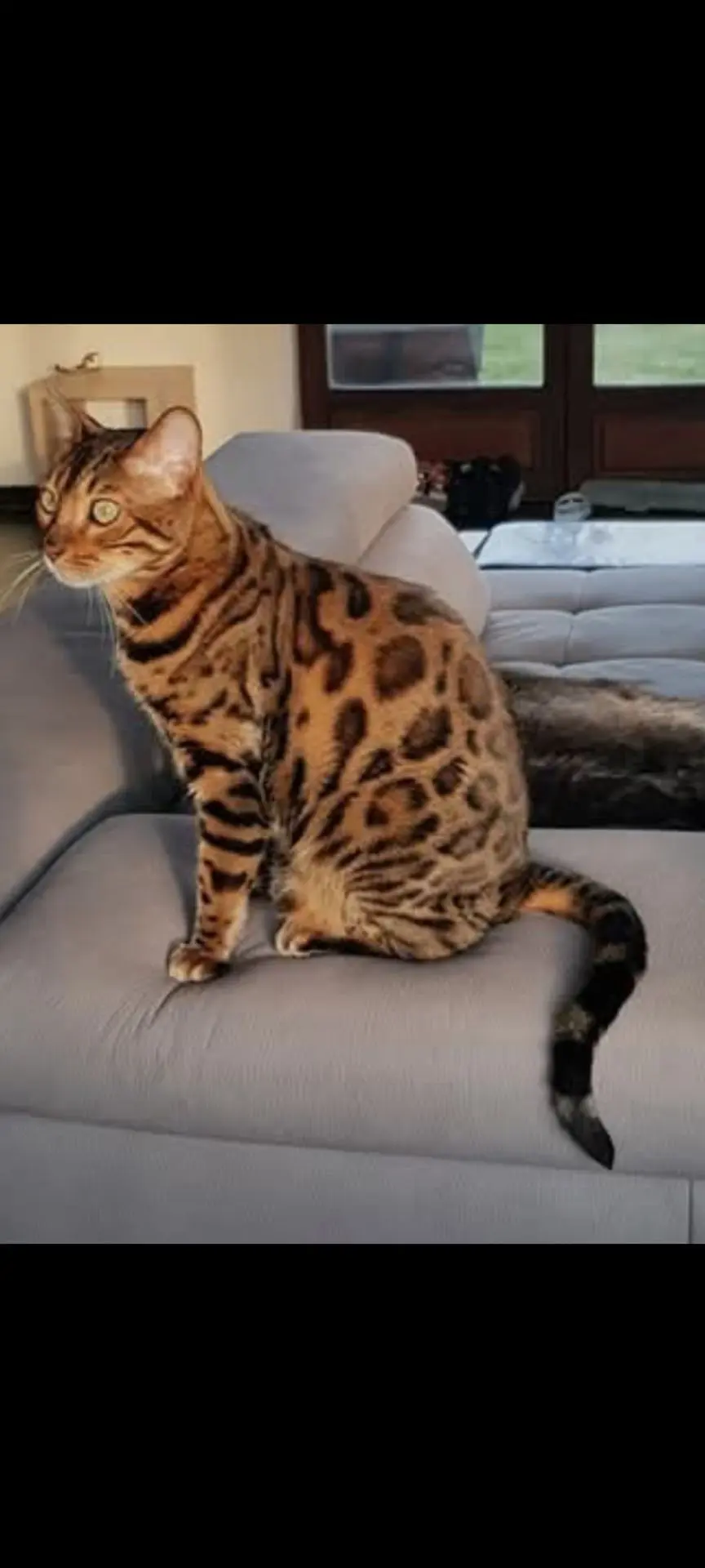 chat lost   7034 Obourg Mowgli