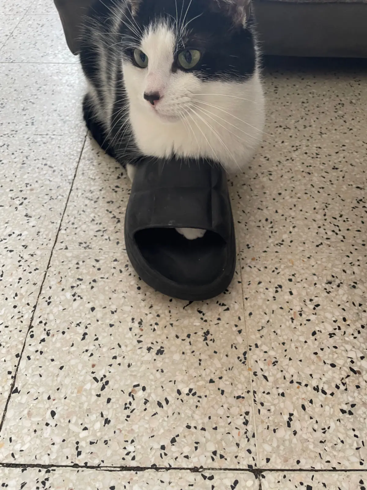 chat lost    Flénu Nunune