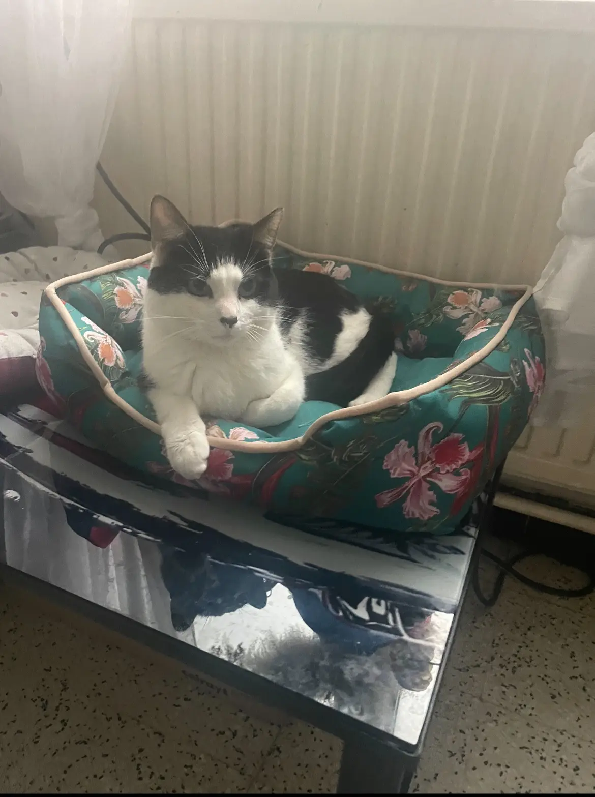 chat lost    Mons Nunune
